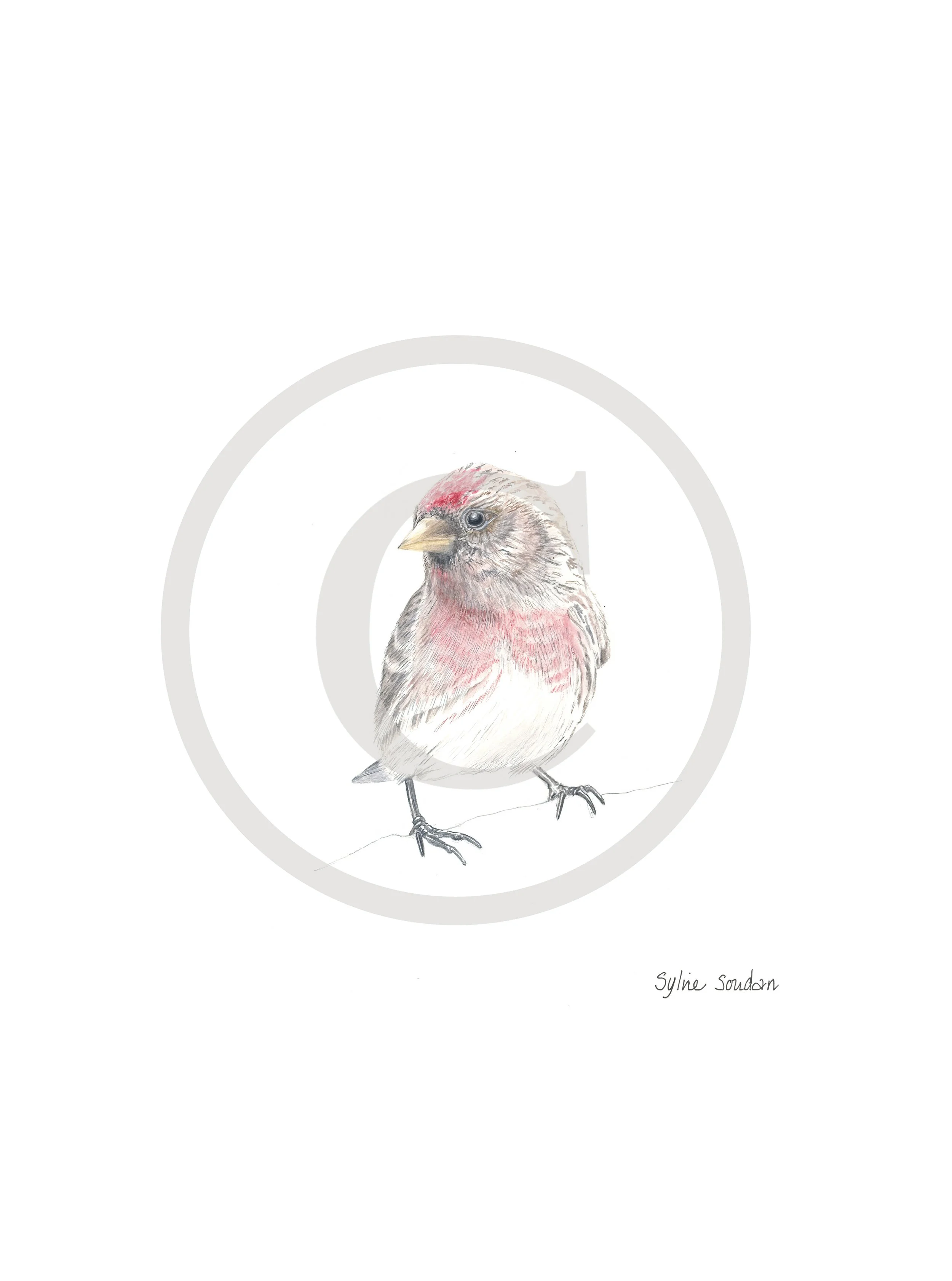 Common Redpoll Male v2 Copyright.jpg