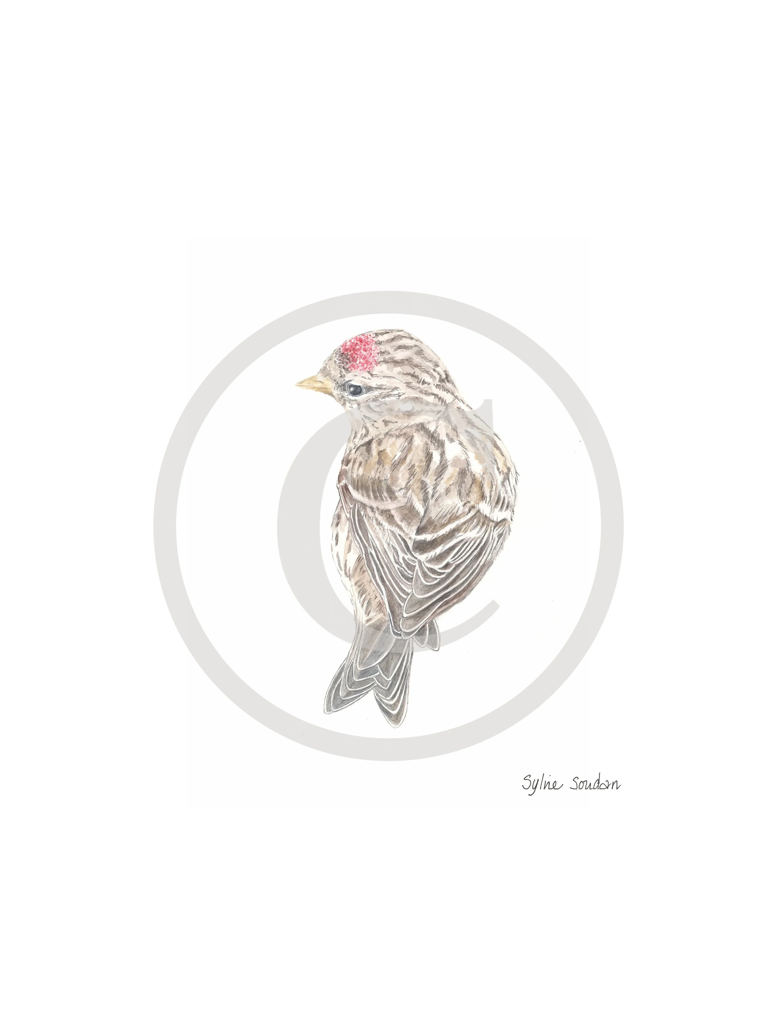 Common Redpoll Male Copyright.jpg