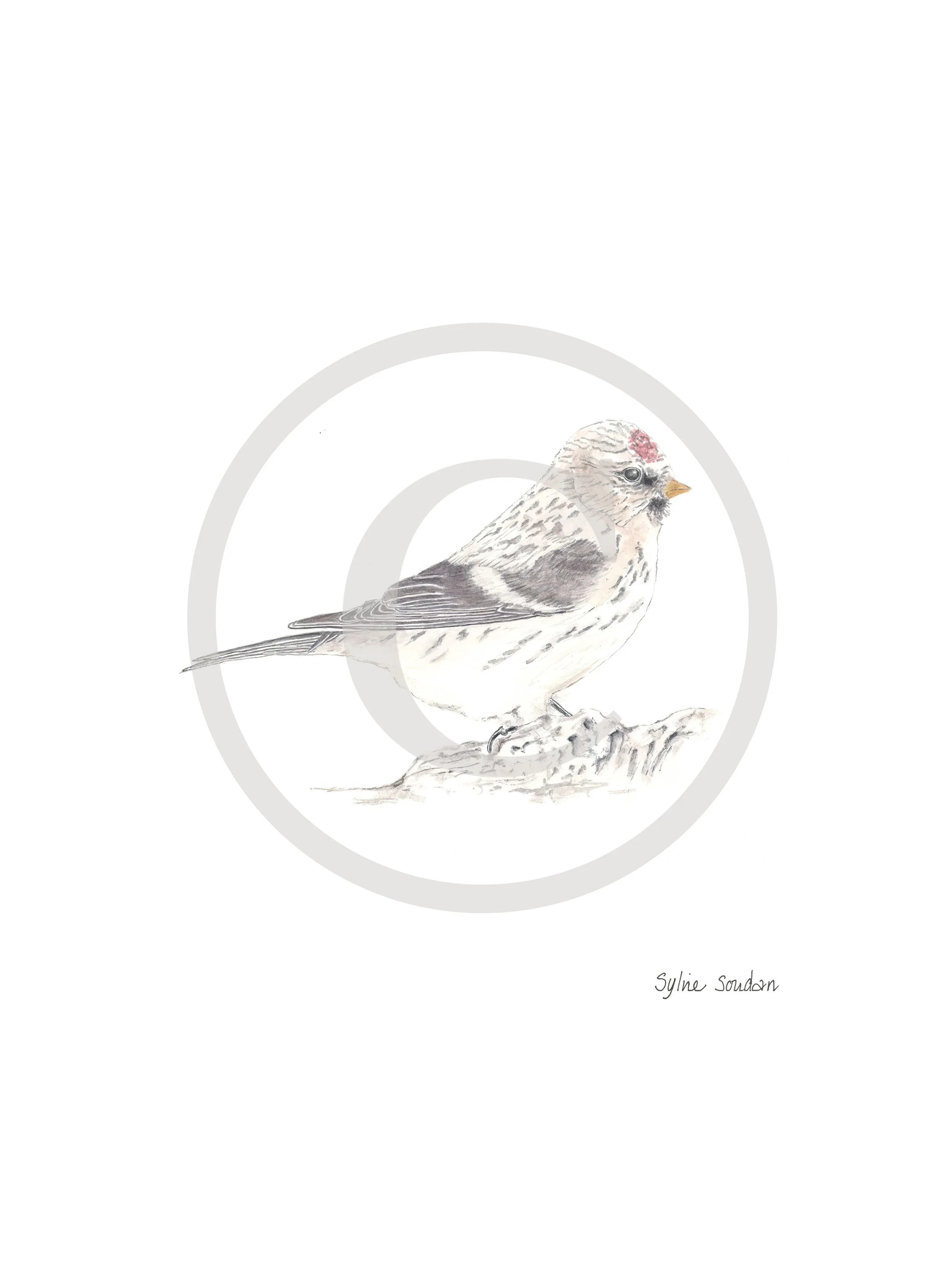 Artic Redpoll Copyright.jpg