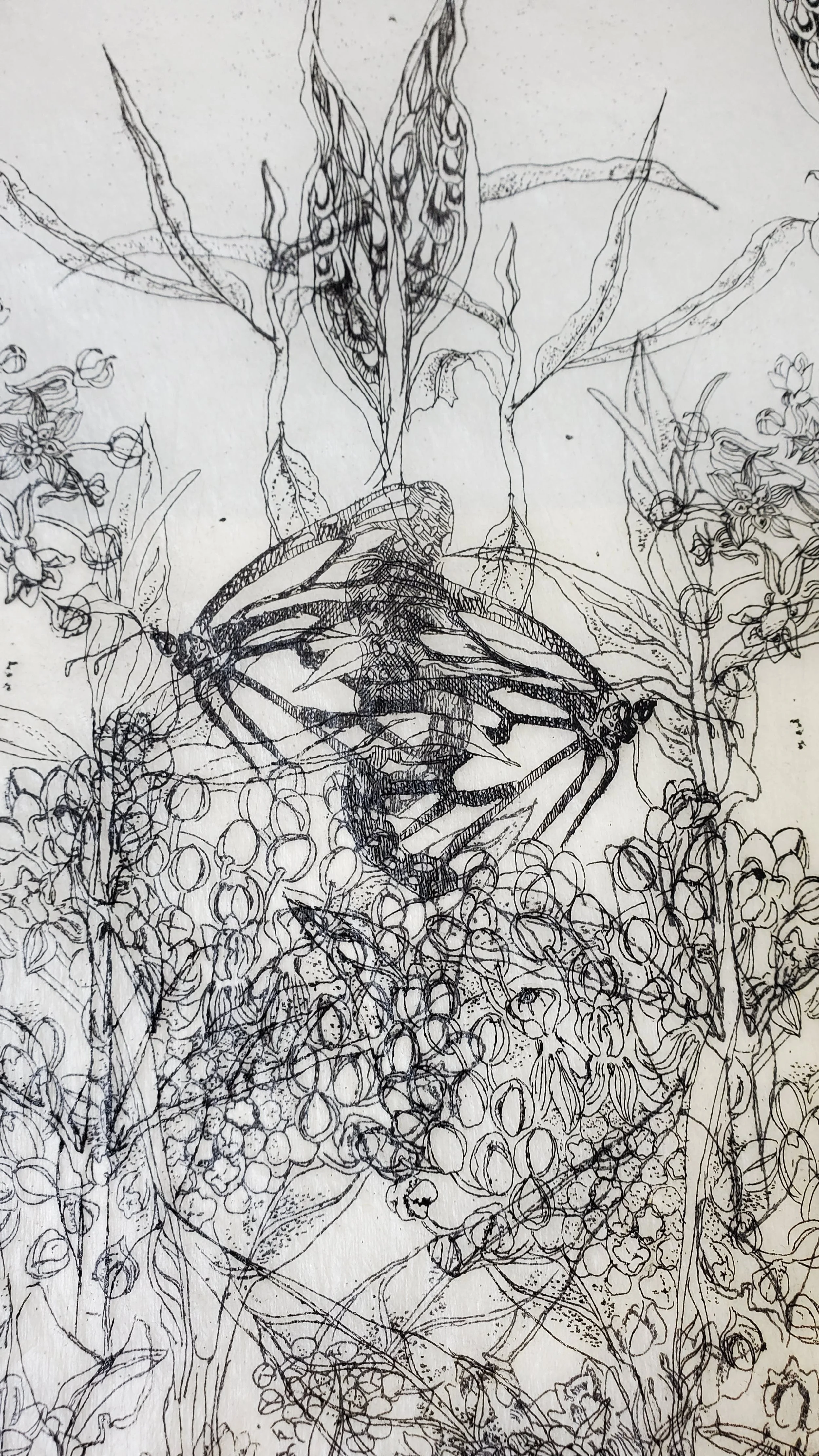 Black and white line etching of monarch butterflies among milkweed flowers and leaves.