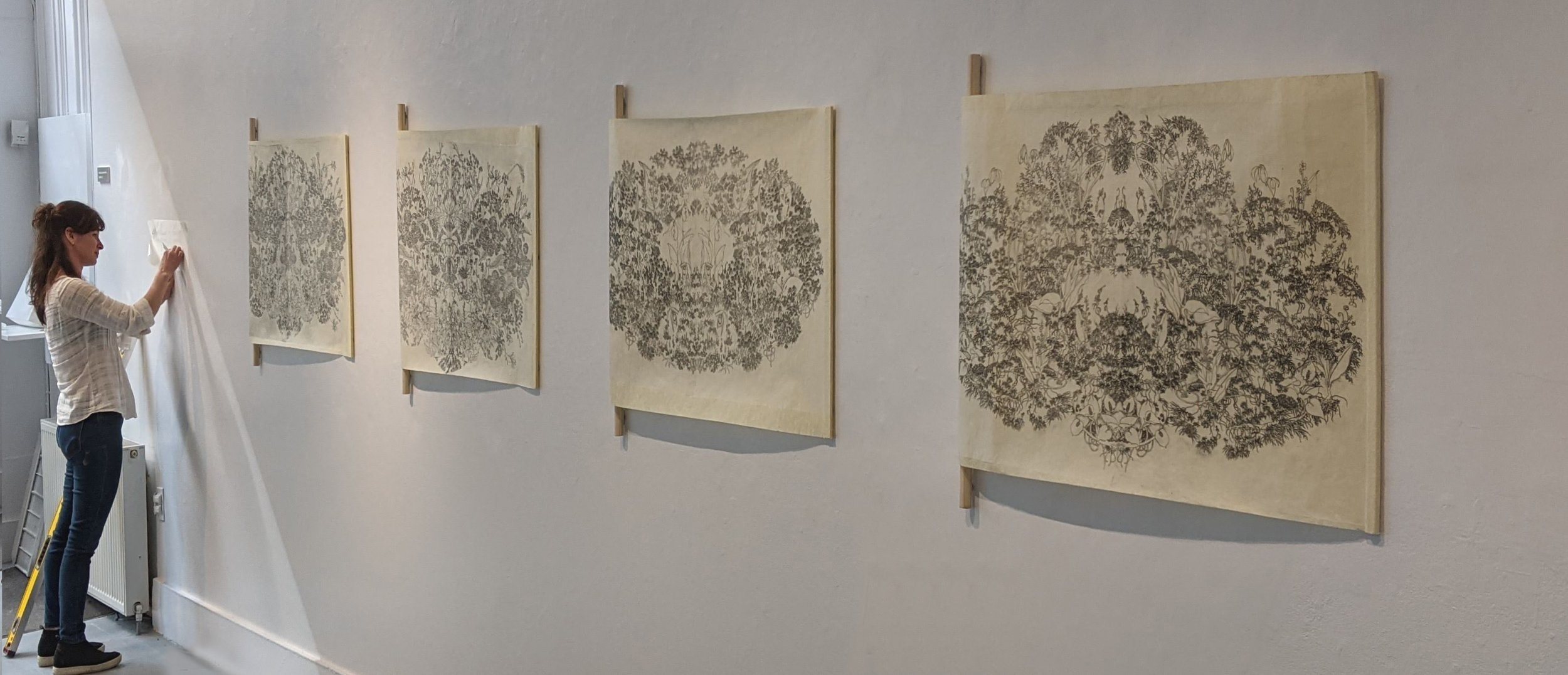 The artist in a white shirt and jeans hanging etched artwork on a gallery wall. The artwork consists of four large, detailed black and white botanical illustrations on soft yellow washi paper. The paper etchings unfurl off wooden dowels.