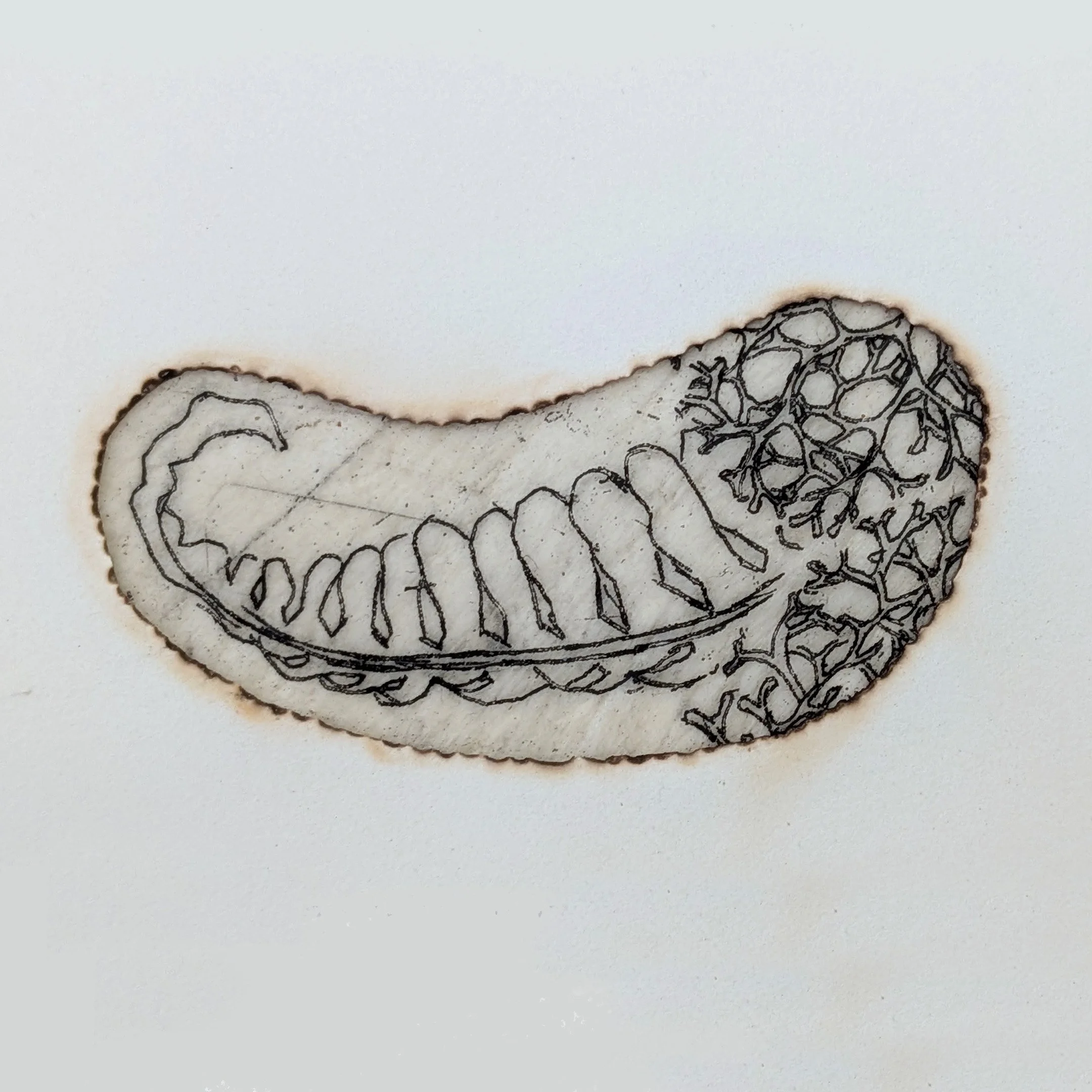 detail small fern.jpg