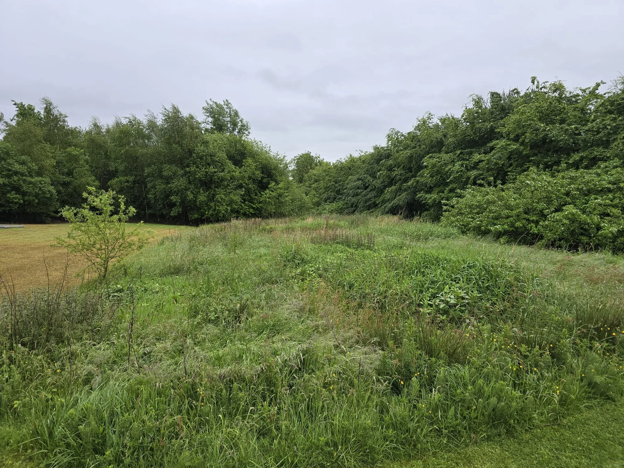 A grassy outdoor area with overgrown vegetation, trees on both sides, and a cloudy sky overhead.