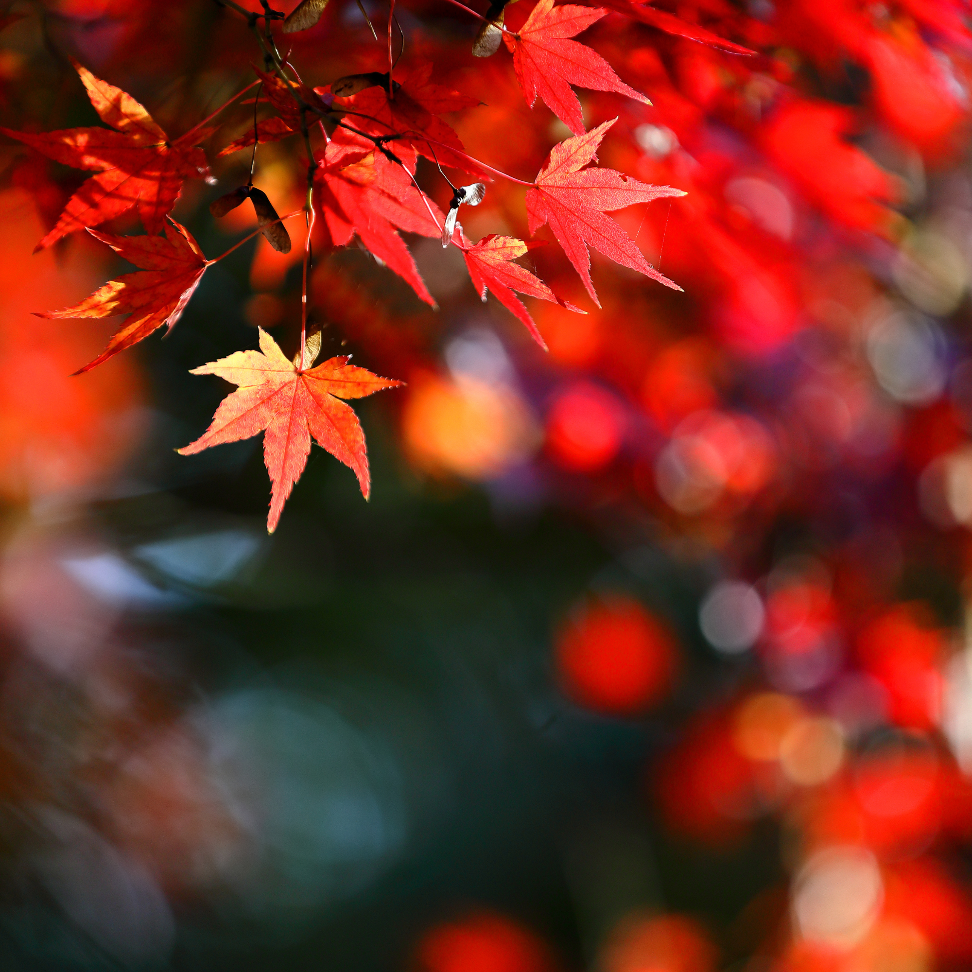 L'automne et l'élément Métal : l'art de lâcher prise
