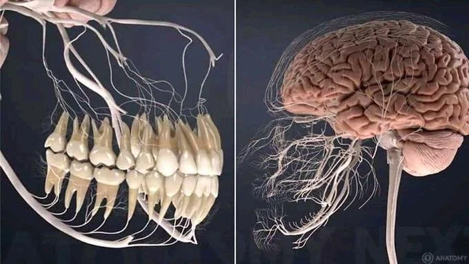 The Mouth-Brain Connection: Why Oral Health Impacts More Than Your Smile