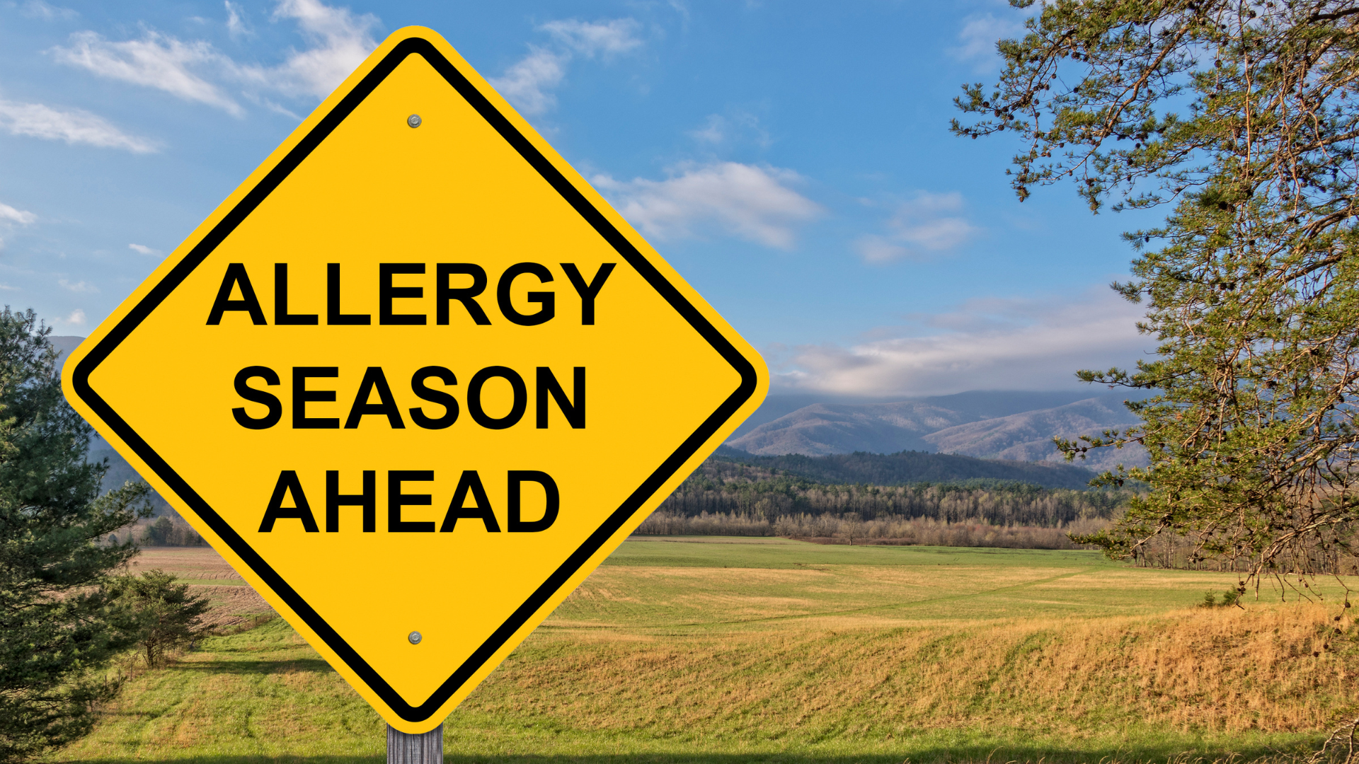 Can Fall Allergies Actually Cause Tooth Pain? The Sinus Connection Explained