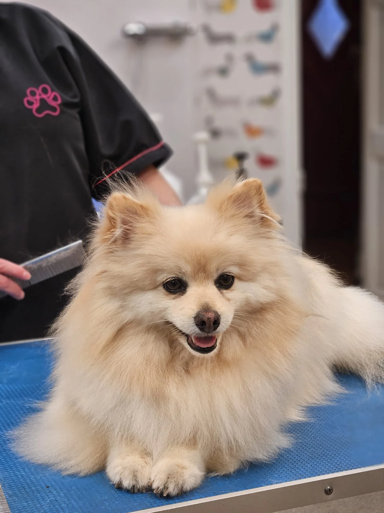 A fluffy Pomeranian dog sitting on a blue grooming table at a veterinary or grooming clinic, with a person in a black uniform with pink paw print logo nearby.