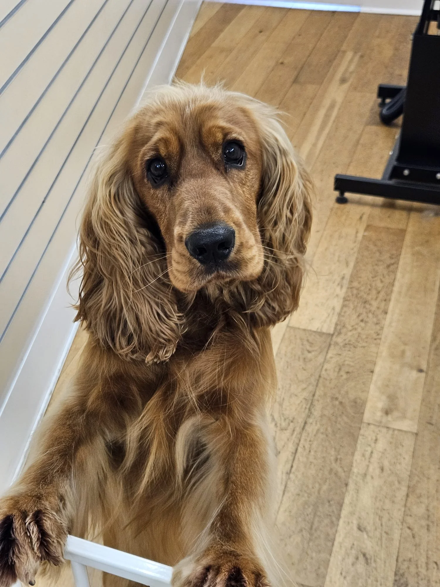 A cute golden retriever puppy with long ears and expressive eyes looking at the camera.