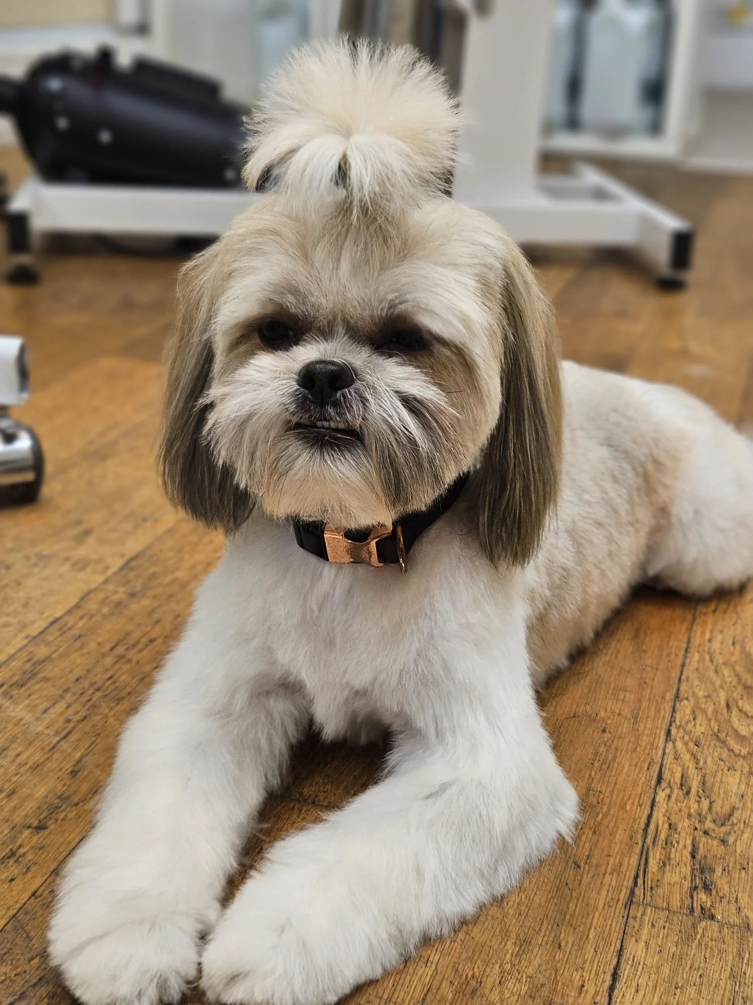 A small dog with a fluffy coat, lying on a wooden floor with a grooming table in the background.
