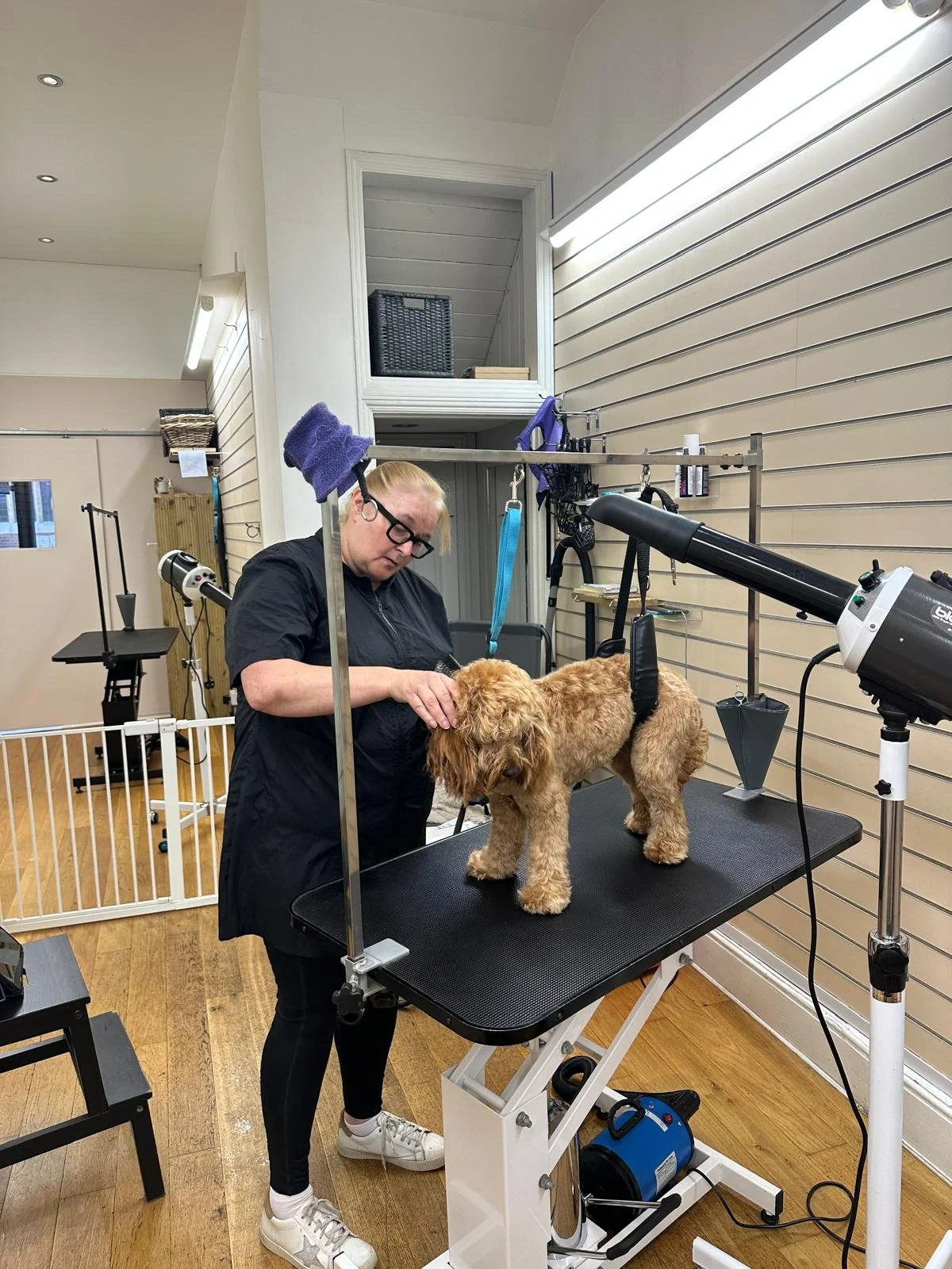 A woman grooming a small brown poodle on a black grooming table in a pet grooming salon