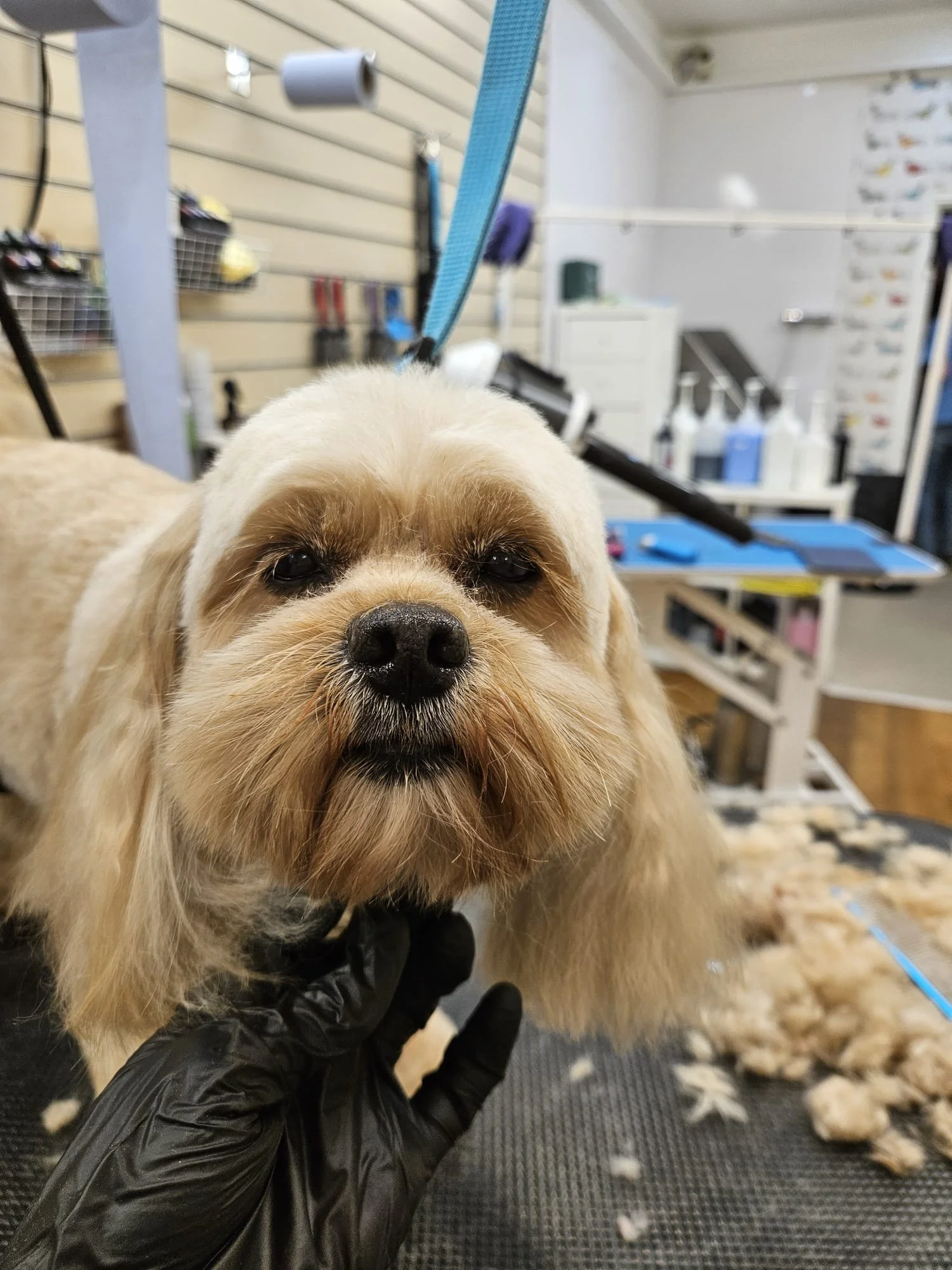 Close-up of a small dog with long, light-colored fur and dark eyes at a grooming station, with fur and grooming tools in the background.