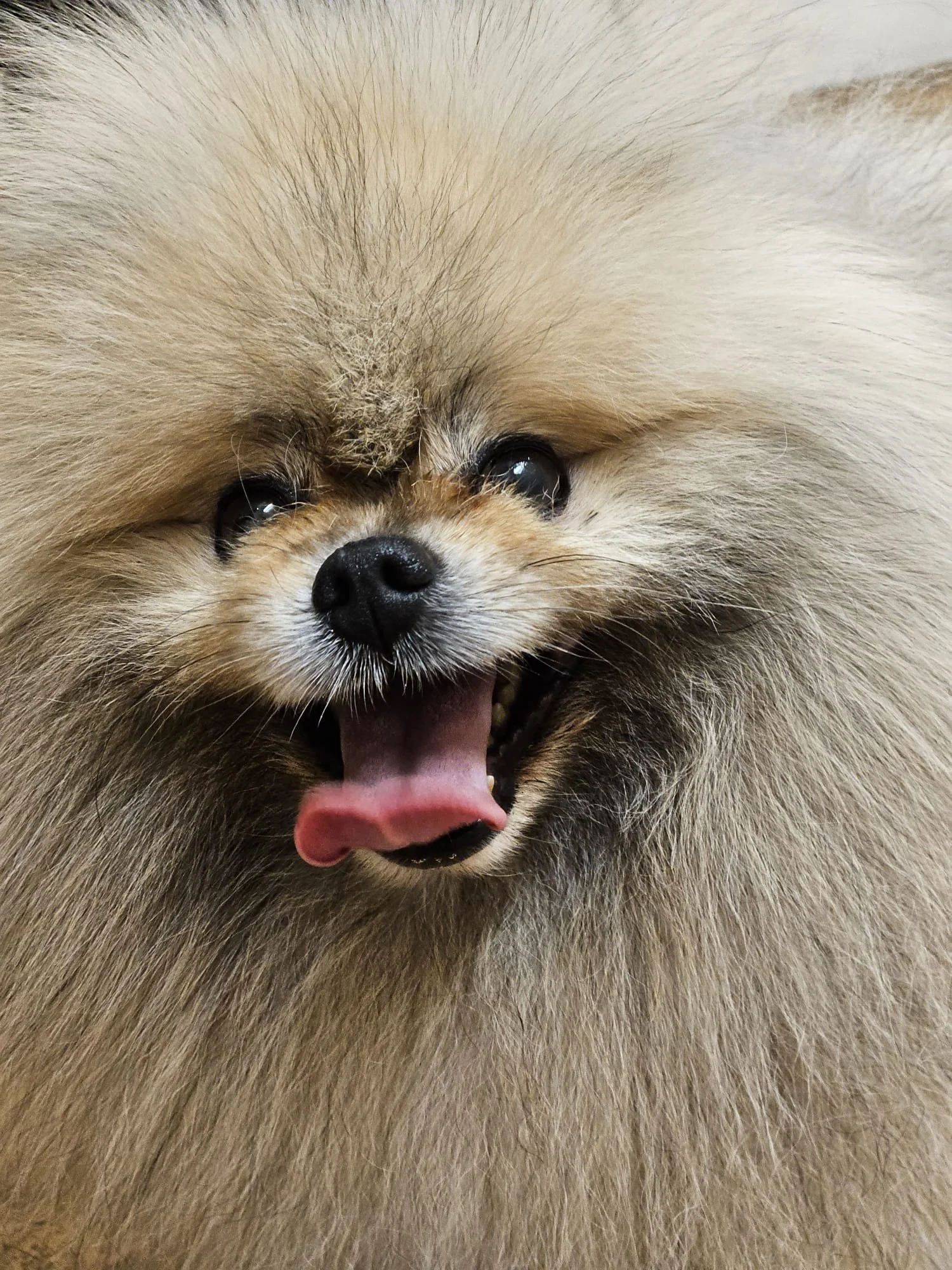 Close-up of a fluffy Pomeranian dog with a happy expression, tongue slightly sticking out, and dark eyes.