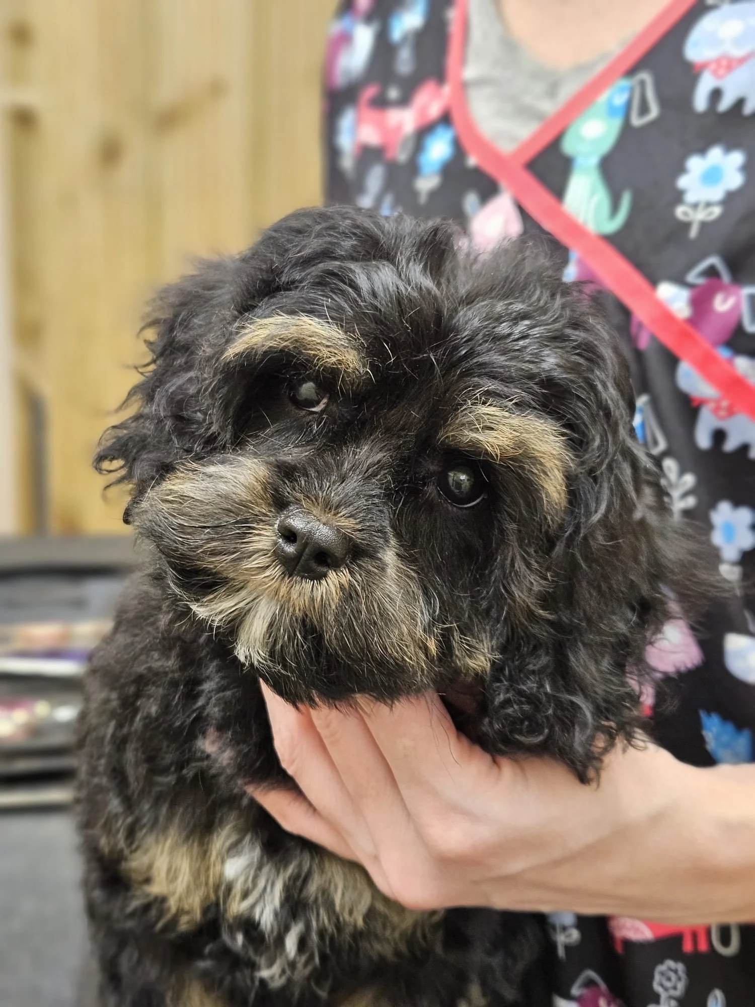 Close-up of a black puppy with tan markings, being held by a person in front of a wooden fence and colorful background.