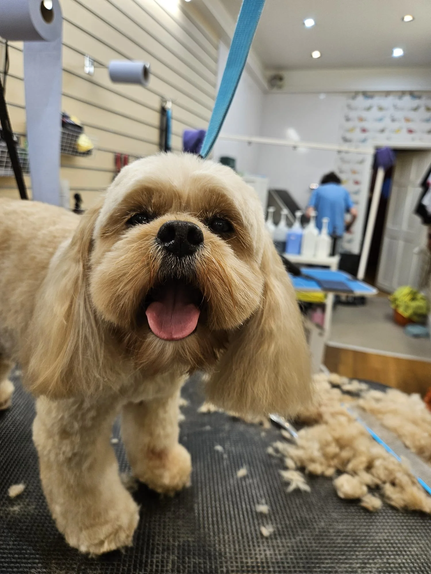 A happy beige dog with long ears and a black nose, standing on a grooming table with clippings of fur underneath.