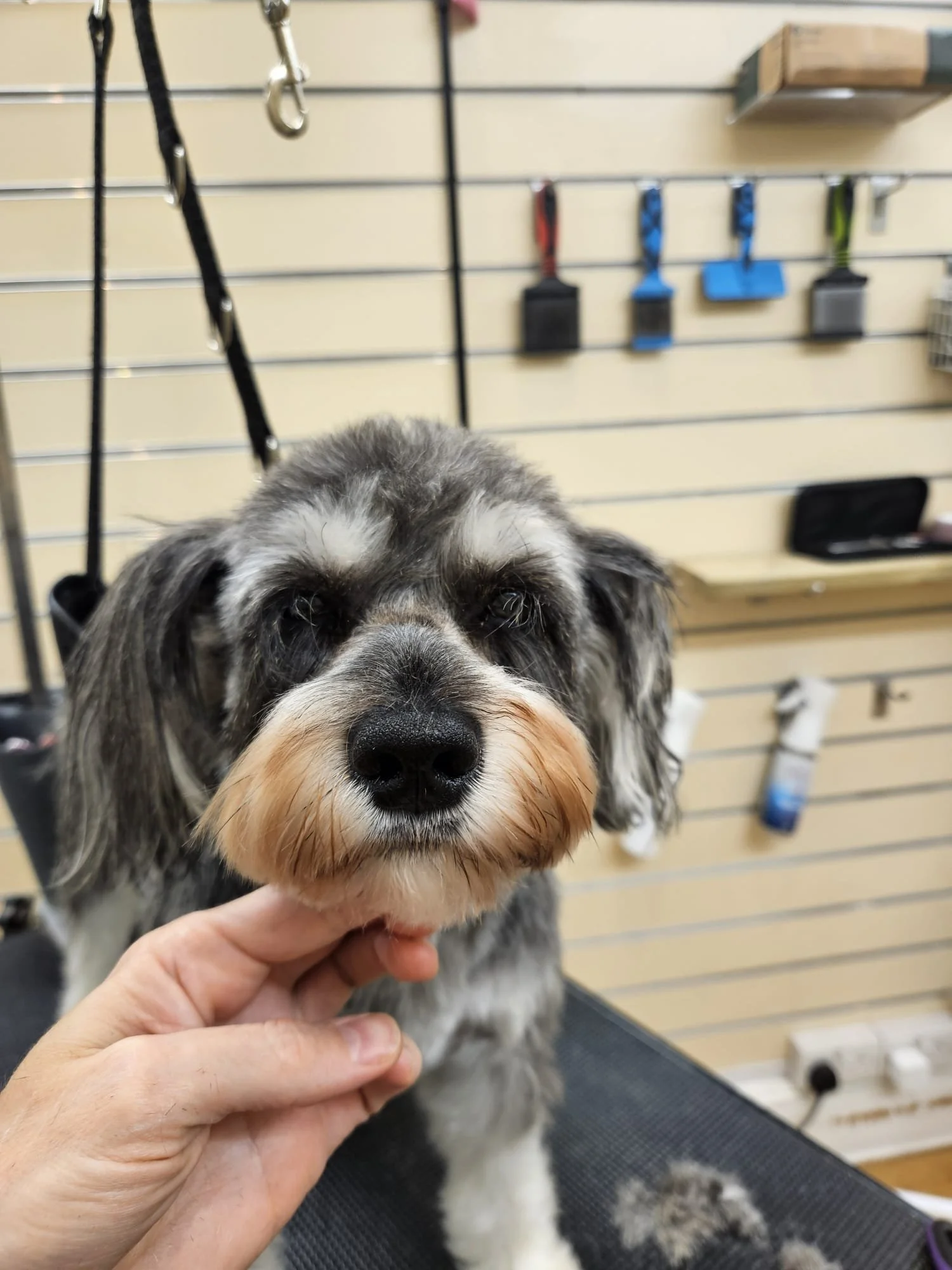 A small, gray, and white dog with a tan beard, being held by a person, in a pet grooming or veterinary setting with grooming tools hanging on the wall behind.