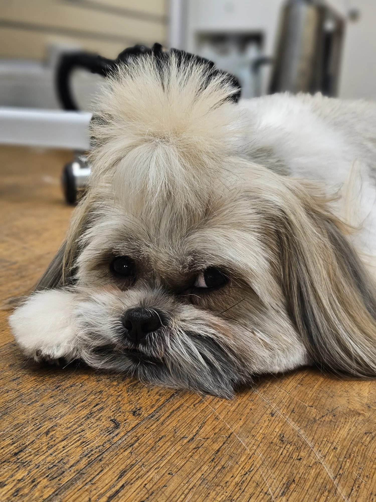 A small, fluffy dog with long ears and a light-colored coat resting its head on a wooden surface.