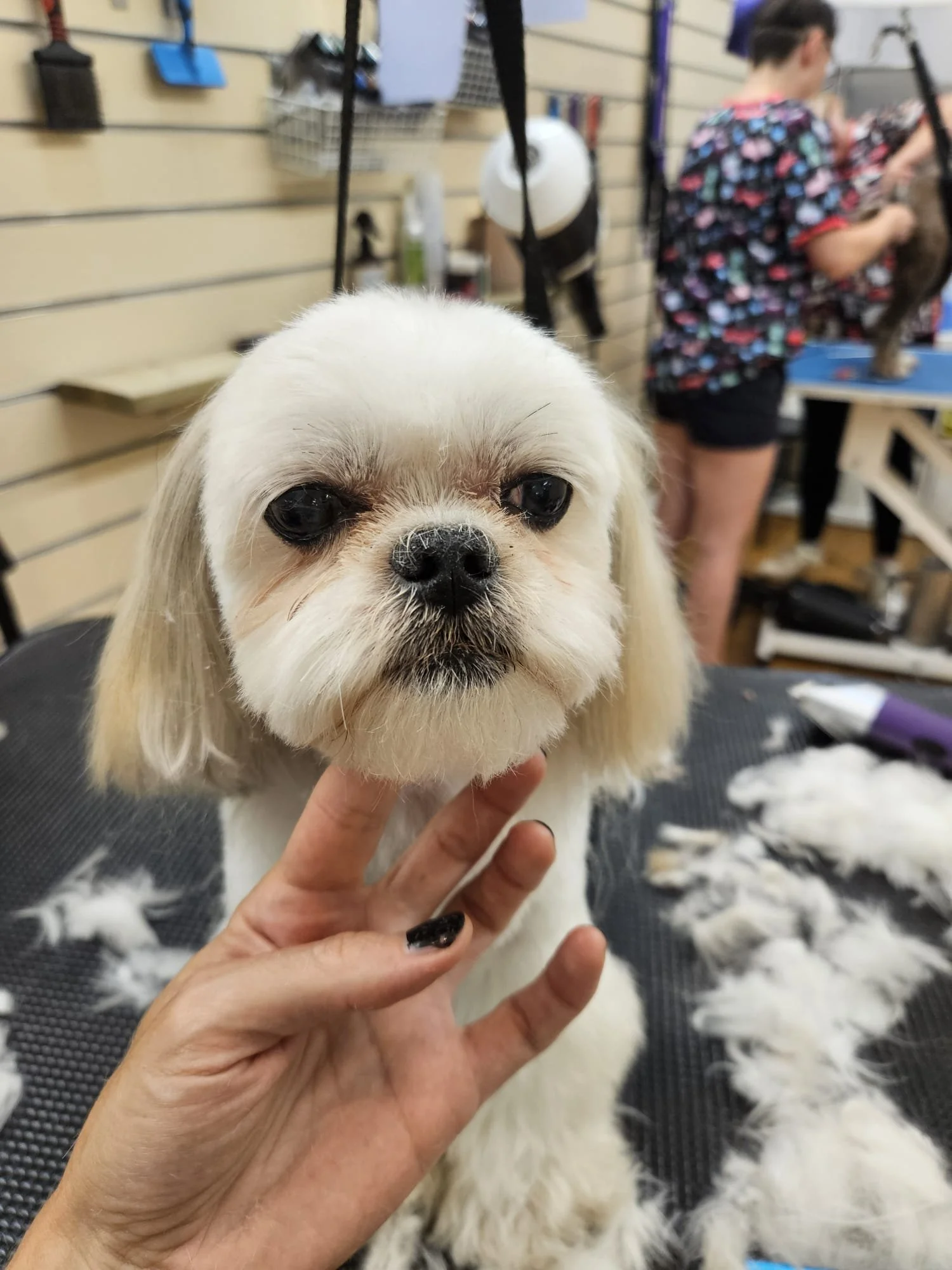 A small white dog with long ears and a dark nose gets groomed in a pet grooming salon, with fur trimmed around its face and a person holding its chin.