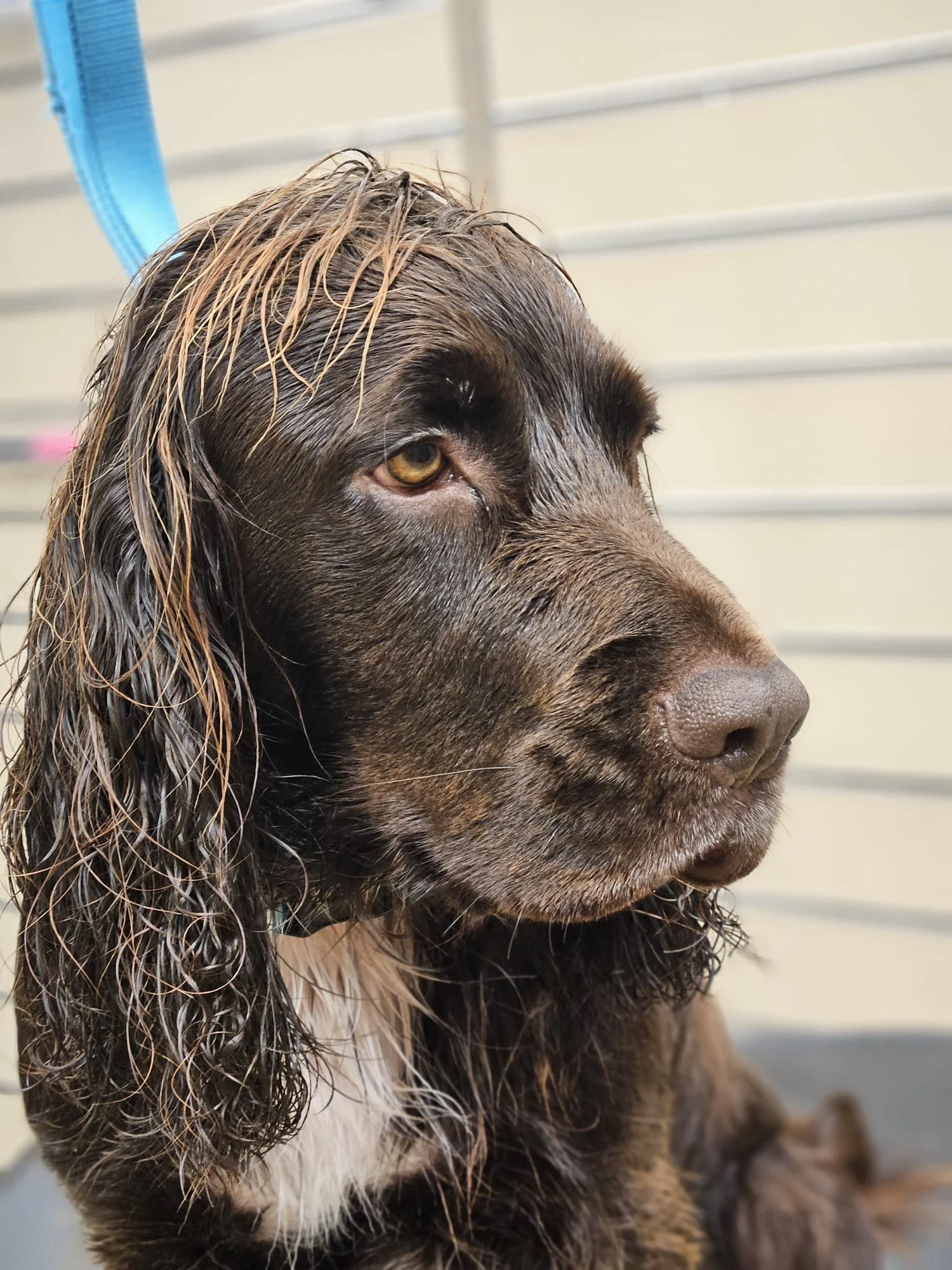Close-up of a wet English Springer Spaniel dog with brown fur and long floppy ears.
