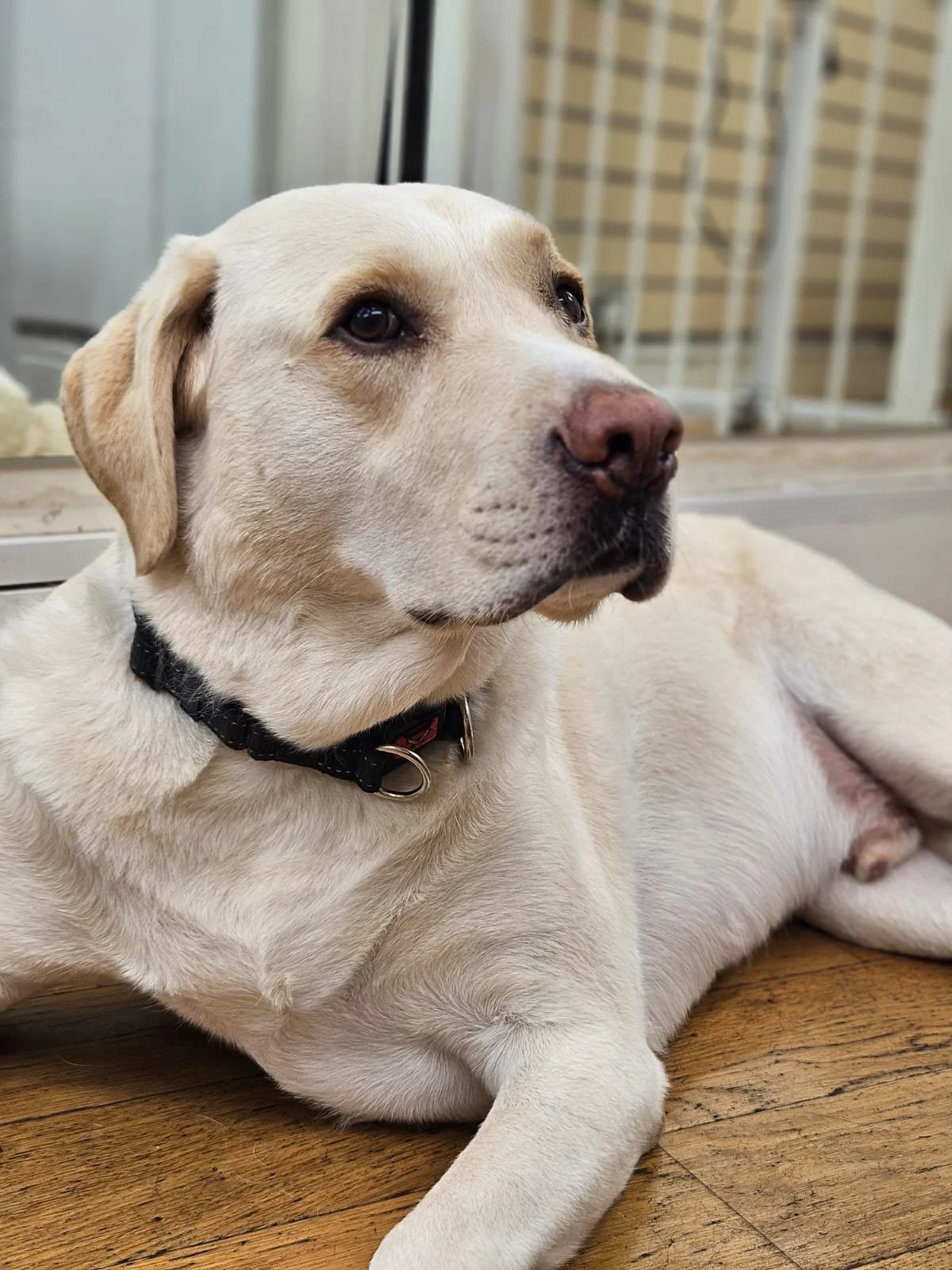 A cute, fluffy, tan-colored dog with a black nose and expressive dark eyes sitting on a wooden floor, looking directly at the camera.