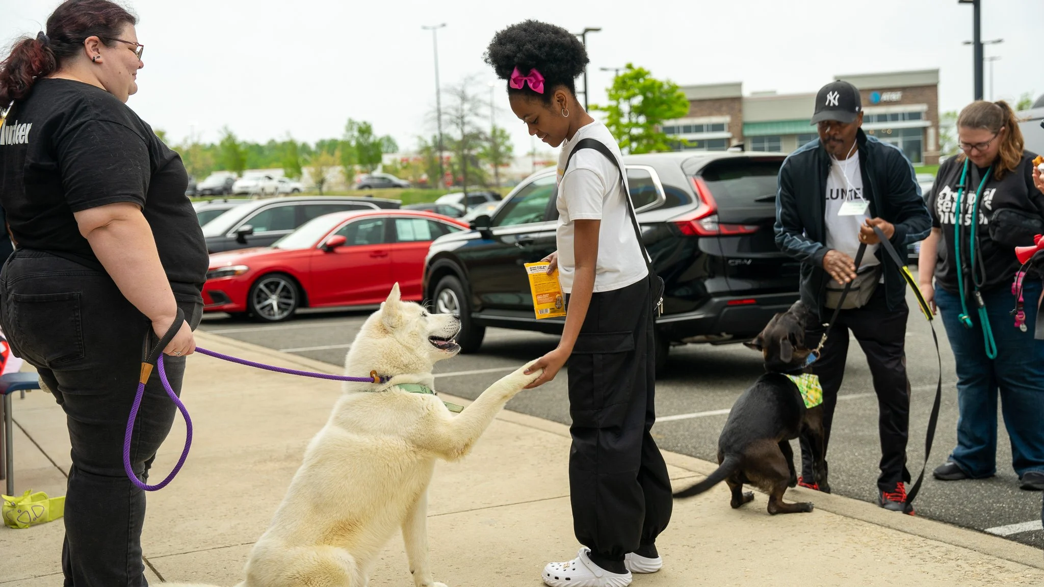 Pohanka Dog & Cat adoption event at Pohanka Honda. 54+ adopted last event!
