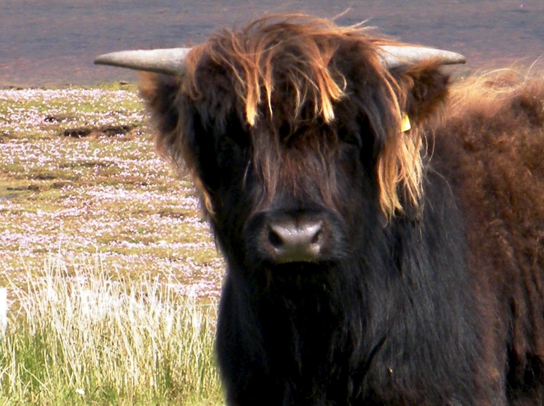Deanich Lodge and the ‘Born Leader’