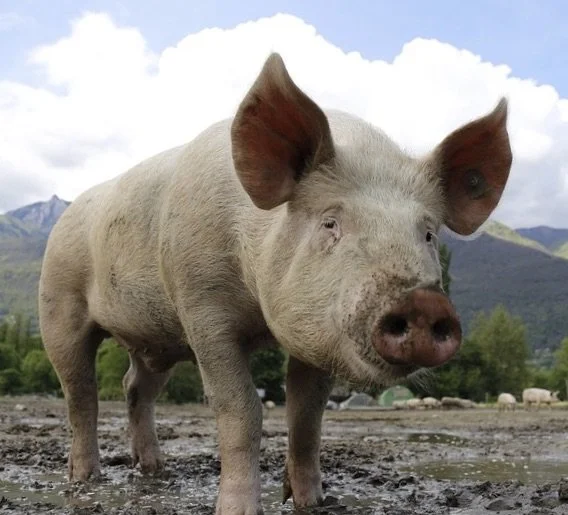 PIGS or PIGS?