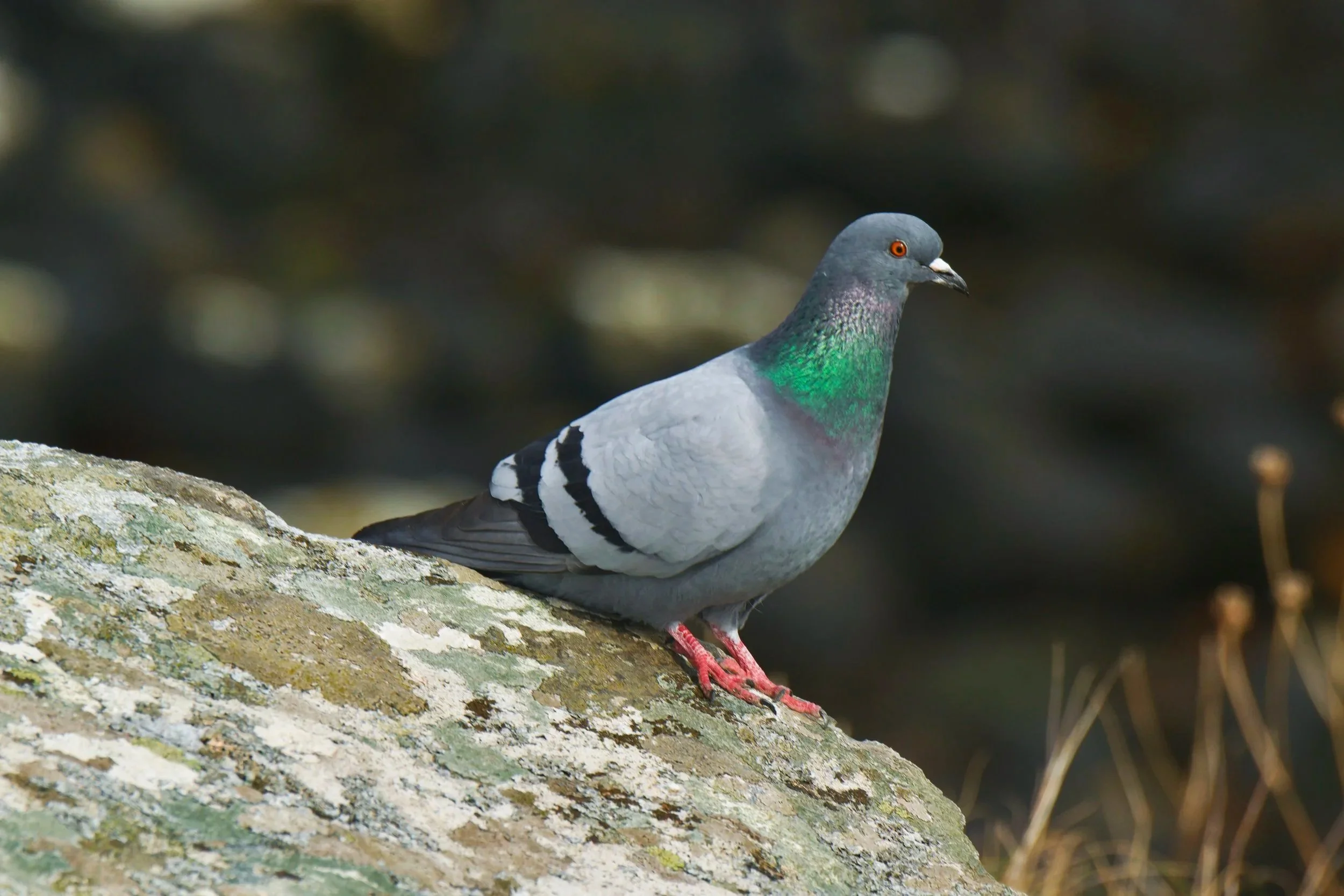 Rock Dove at Caolas, Isle of Harris 