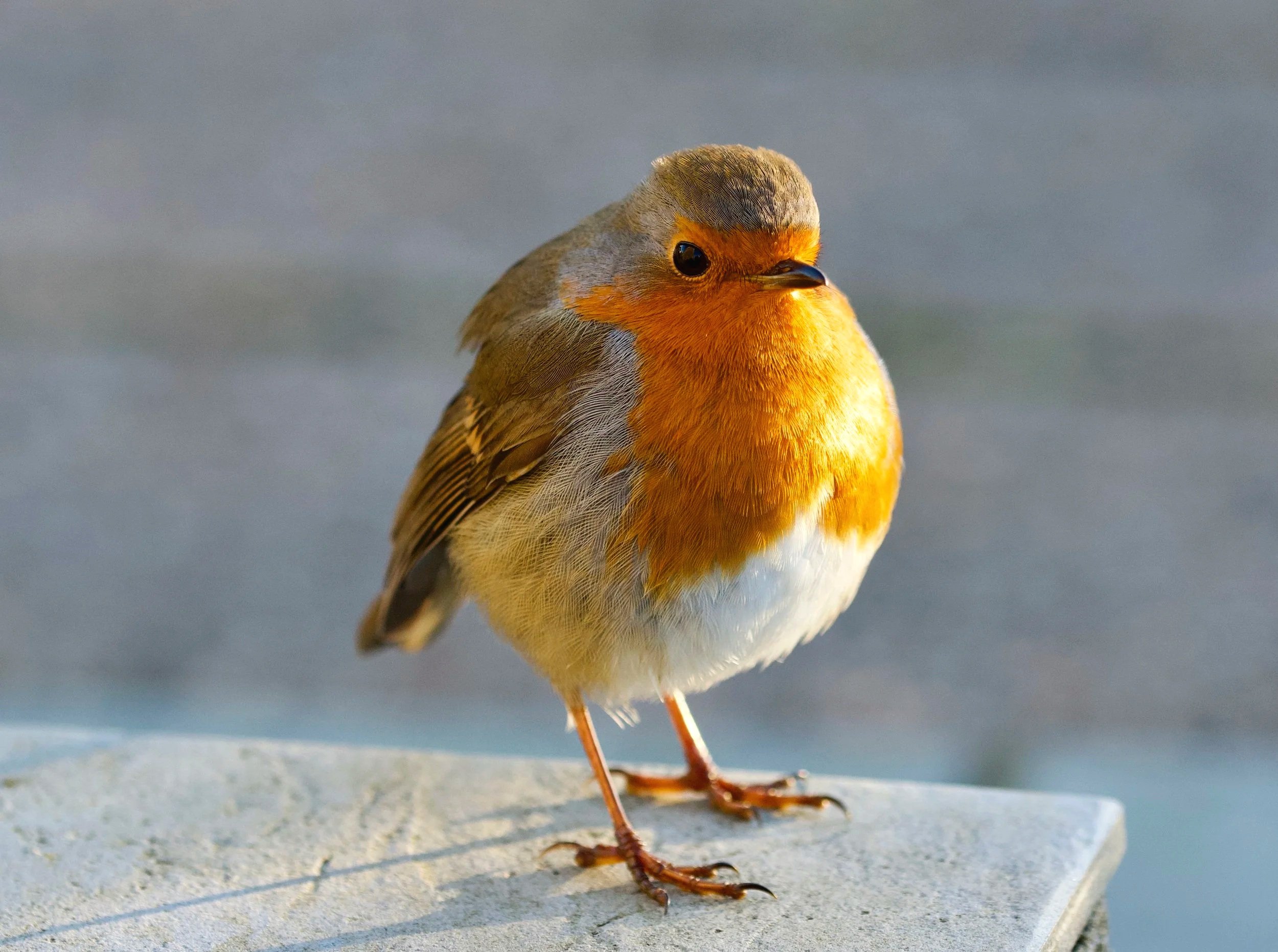 Robin visiting War Memorial, Tarbert, Isle of Harris