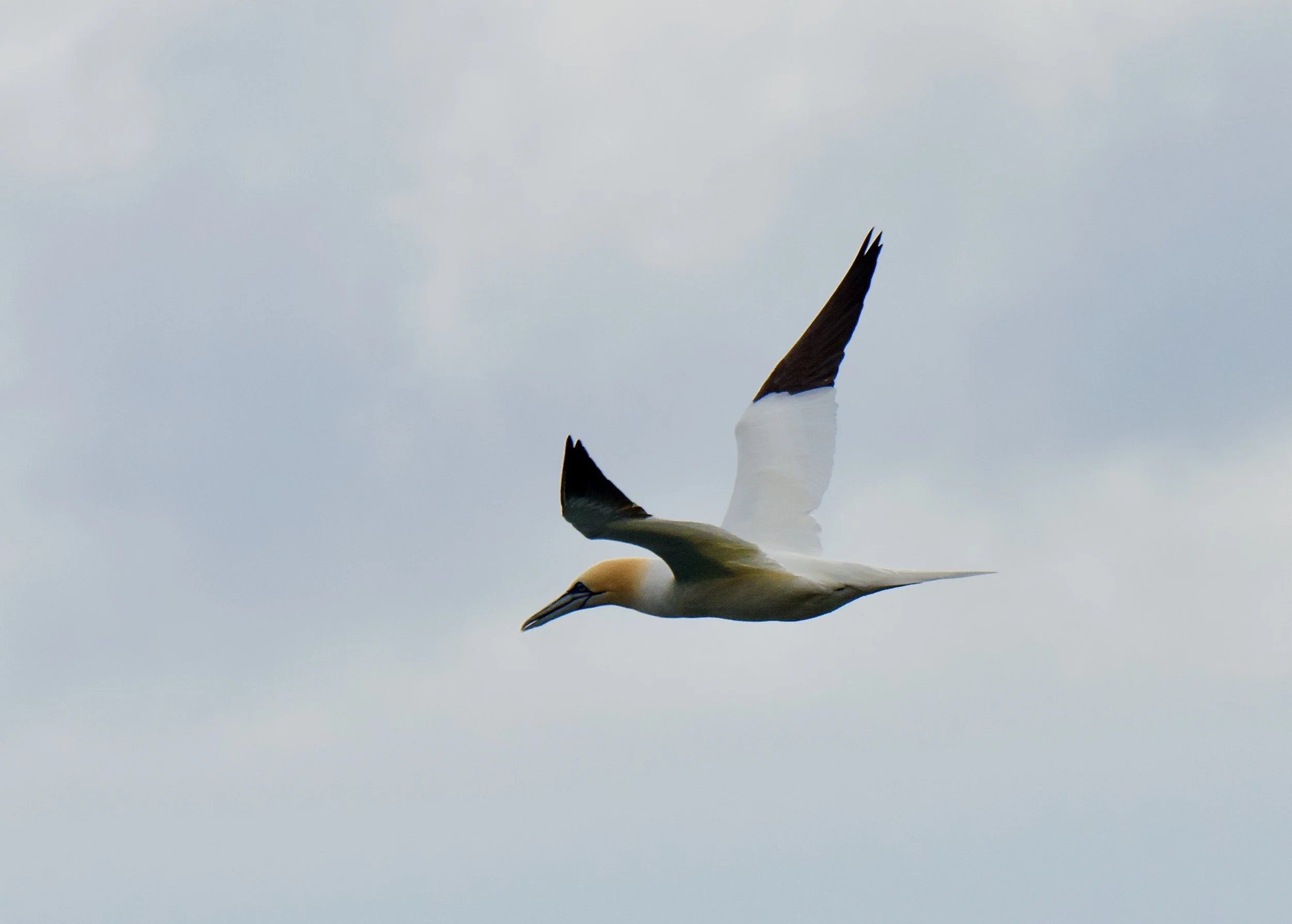 feeding gannet at Caolas, Isle of Harris