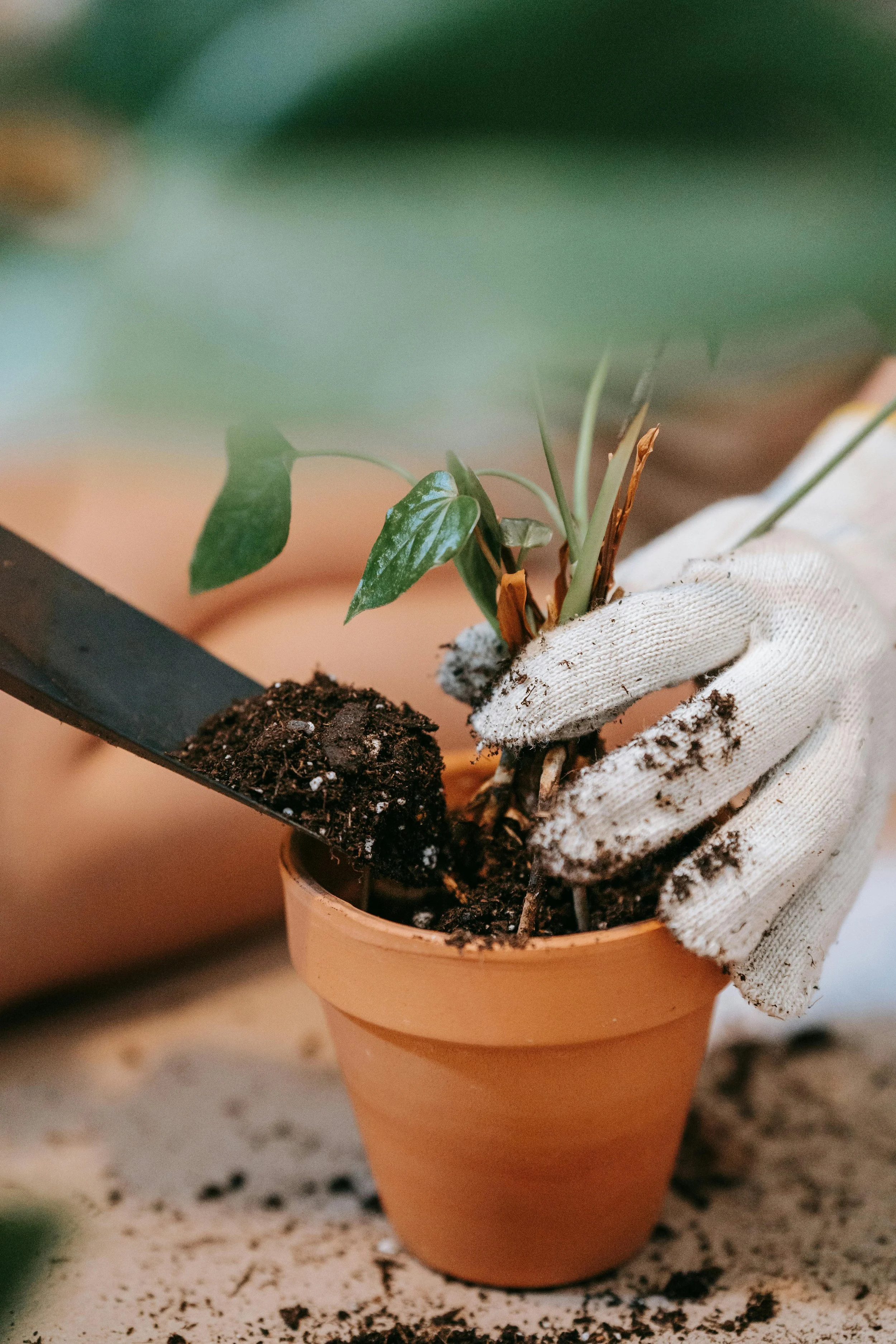 Planting a small plant in a pot.
