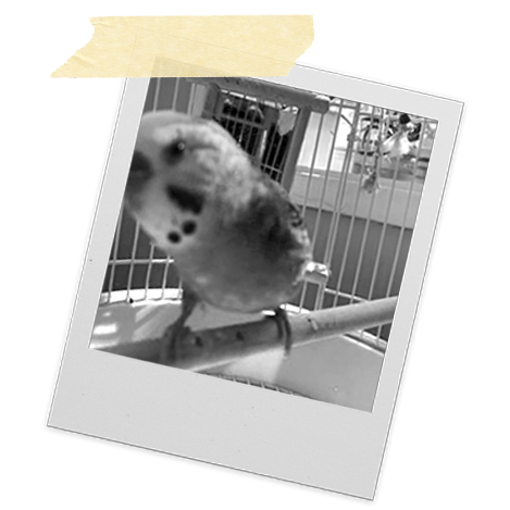 Black and white photo of a small bird inside a cage, perched on a bar, with a background showing a window and some objects.