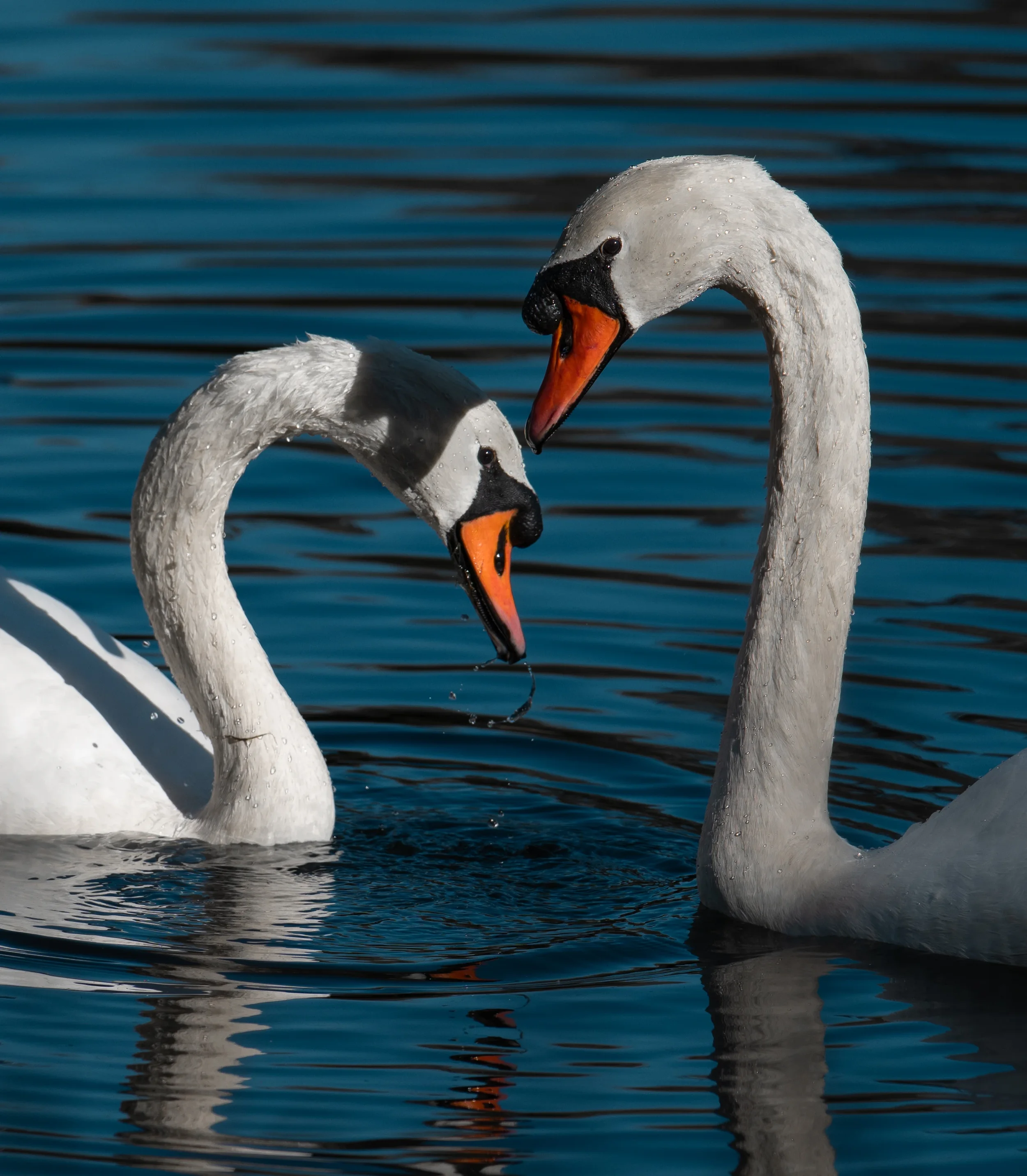 Two mated swan lovers in bright, contrasting sunlight, swimming in a calm lake with water droplets dripping off their feathers in new jersey.