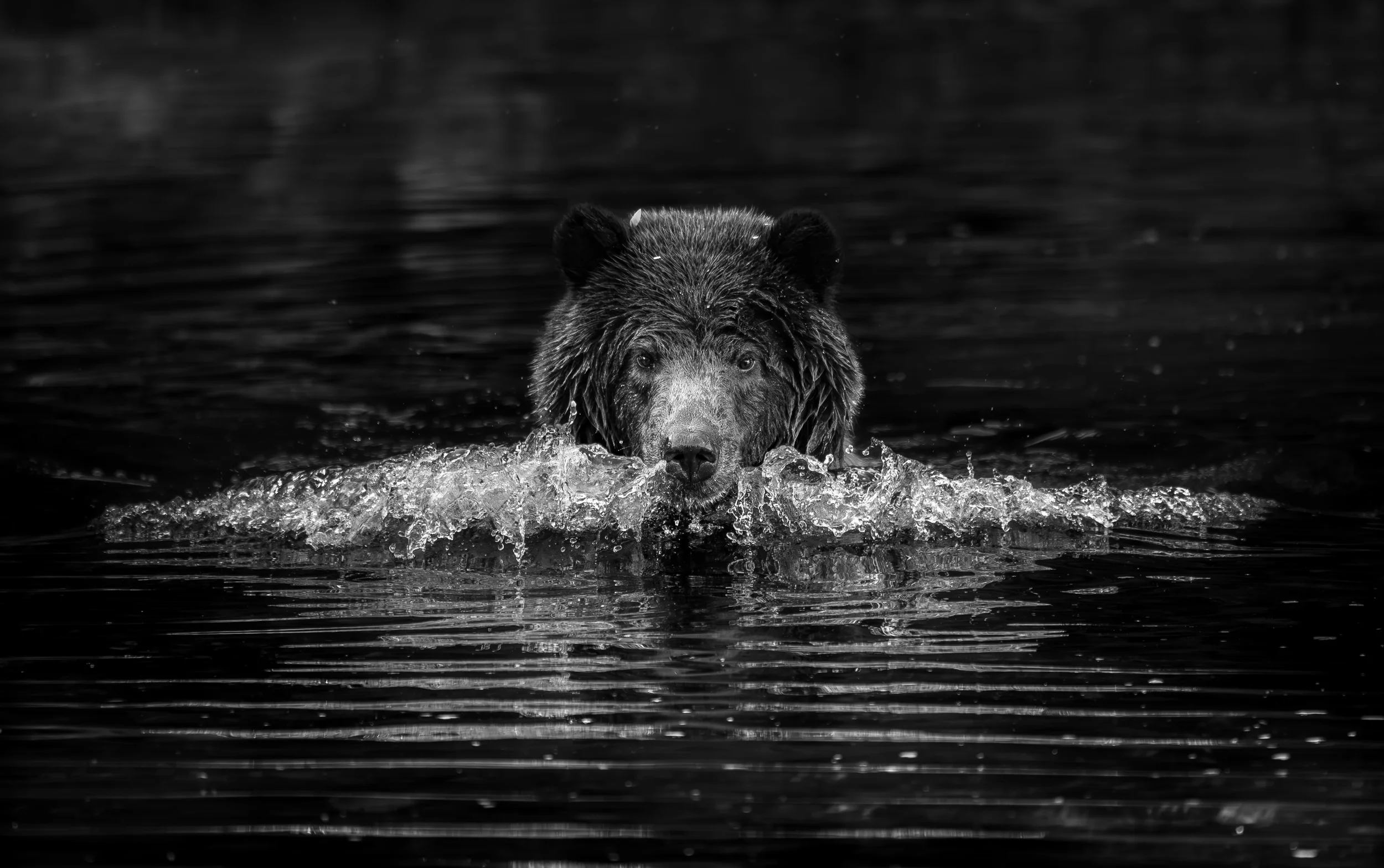 A coastal brown bear swimming in water with a focused expression, captured in black and white, in sitka, alaska.