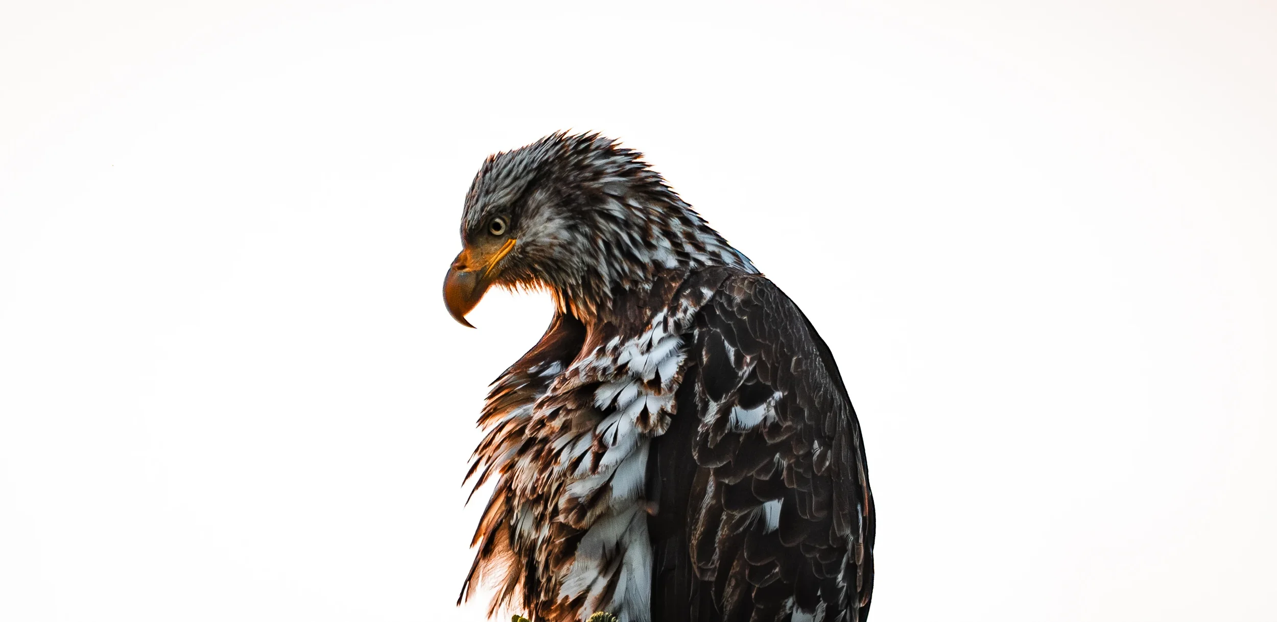 A portrait of a juvenile bald eagle with white and brown mottled feathers, backlit in front of a white background, in sitka, alaska.