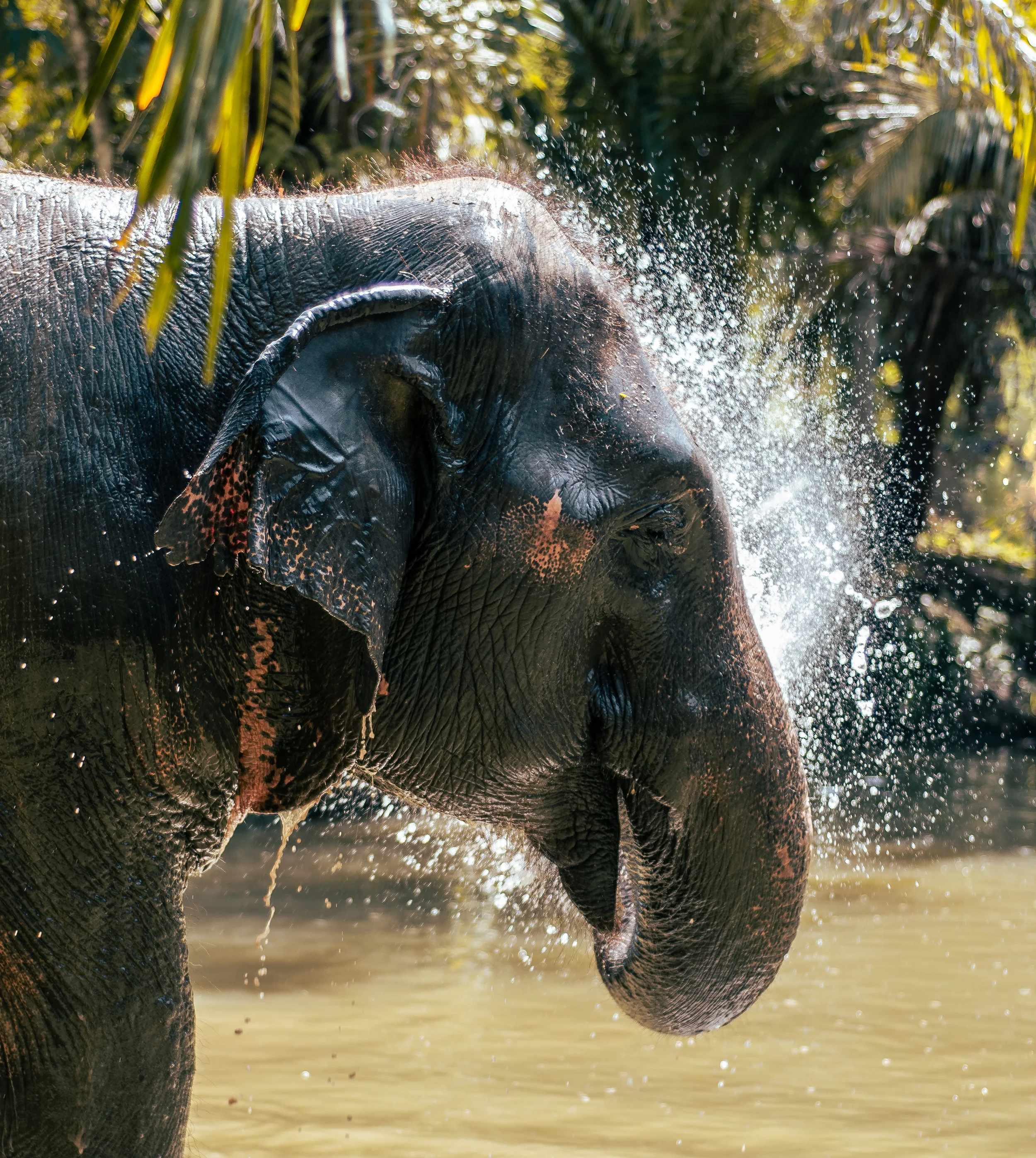 An elephant standing in water near green tropical plants with spraying water on itself with its trunk in thailand.