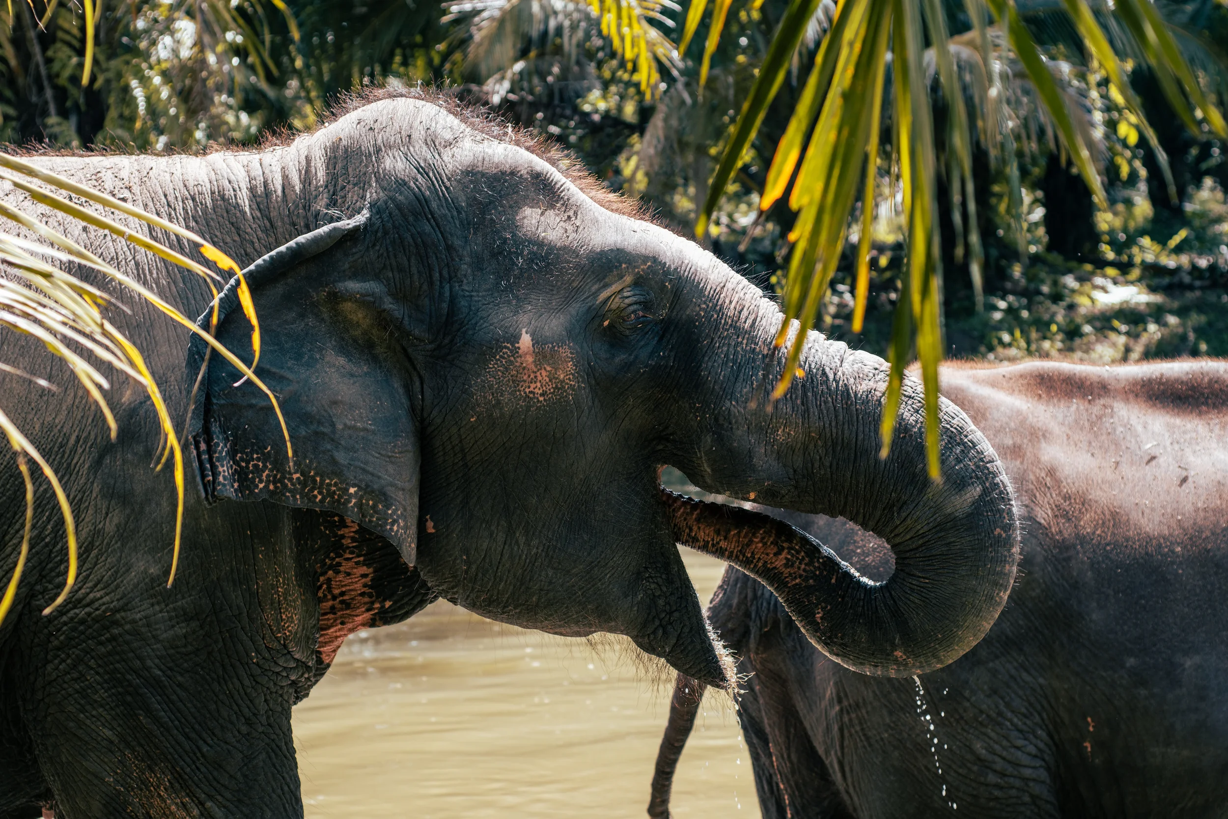 An elephant standing in water near green tropical plants with its trunk raised, drinking water in thailand.