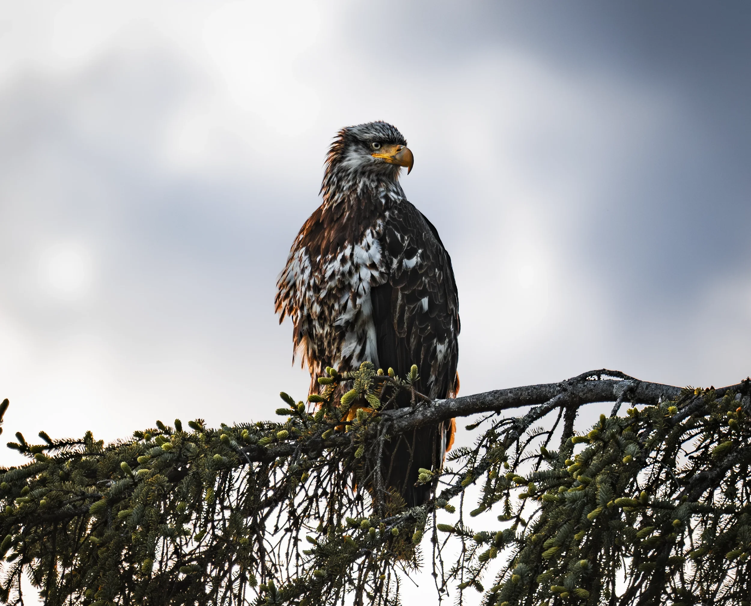 A juvenile bald eagle with white and brown mottled feathers standing on a tree branch in front of a moody sky in sitka, alaska