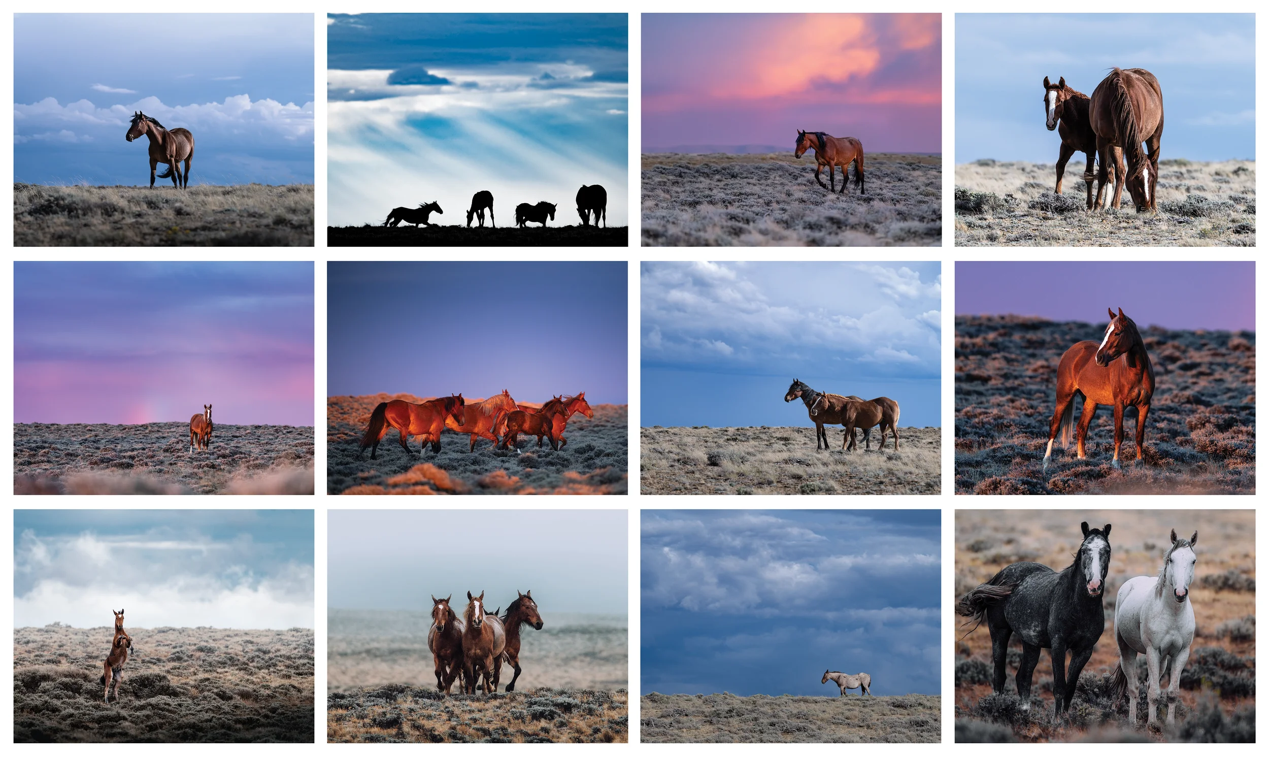HORSES copy 2.webp