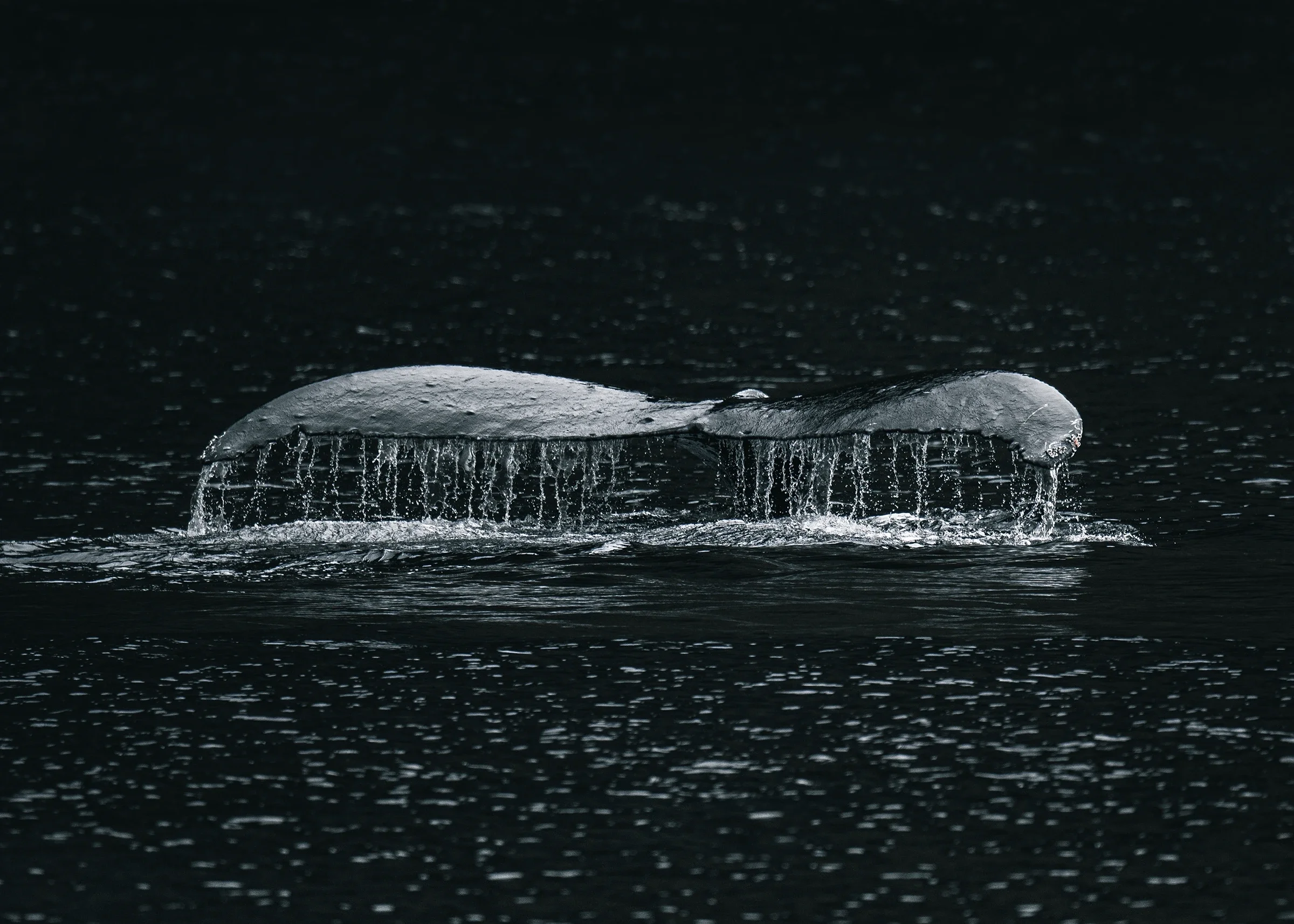 A humpback whale's tail emerging from a dark ocean, with water cascading off the edges in sitka, alaska.