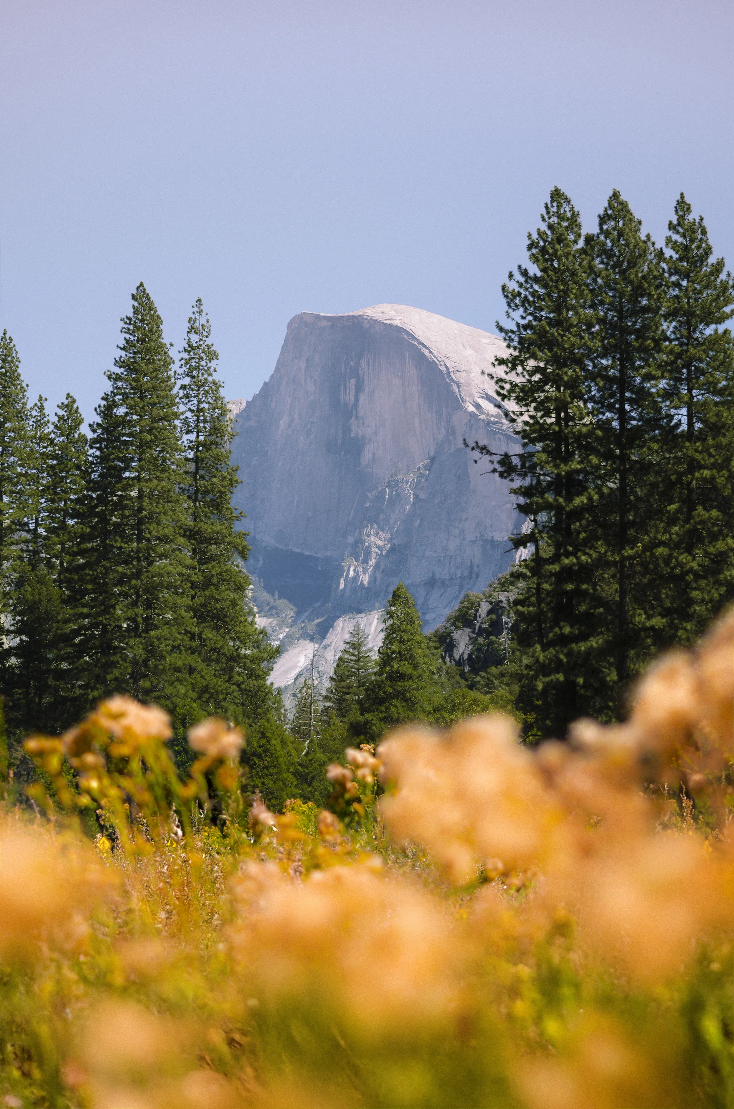 Yosemite's Half Dome mountain in the background with tall green pine trees in the middle and yellowish wildflowers in the foreground.