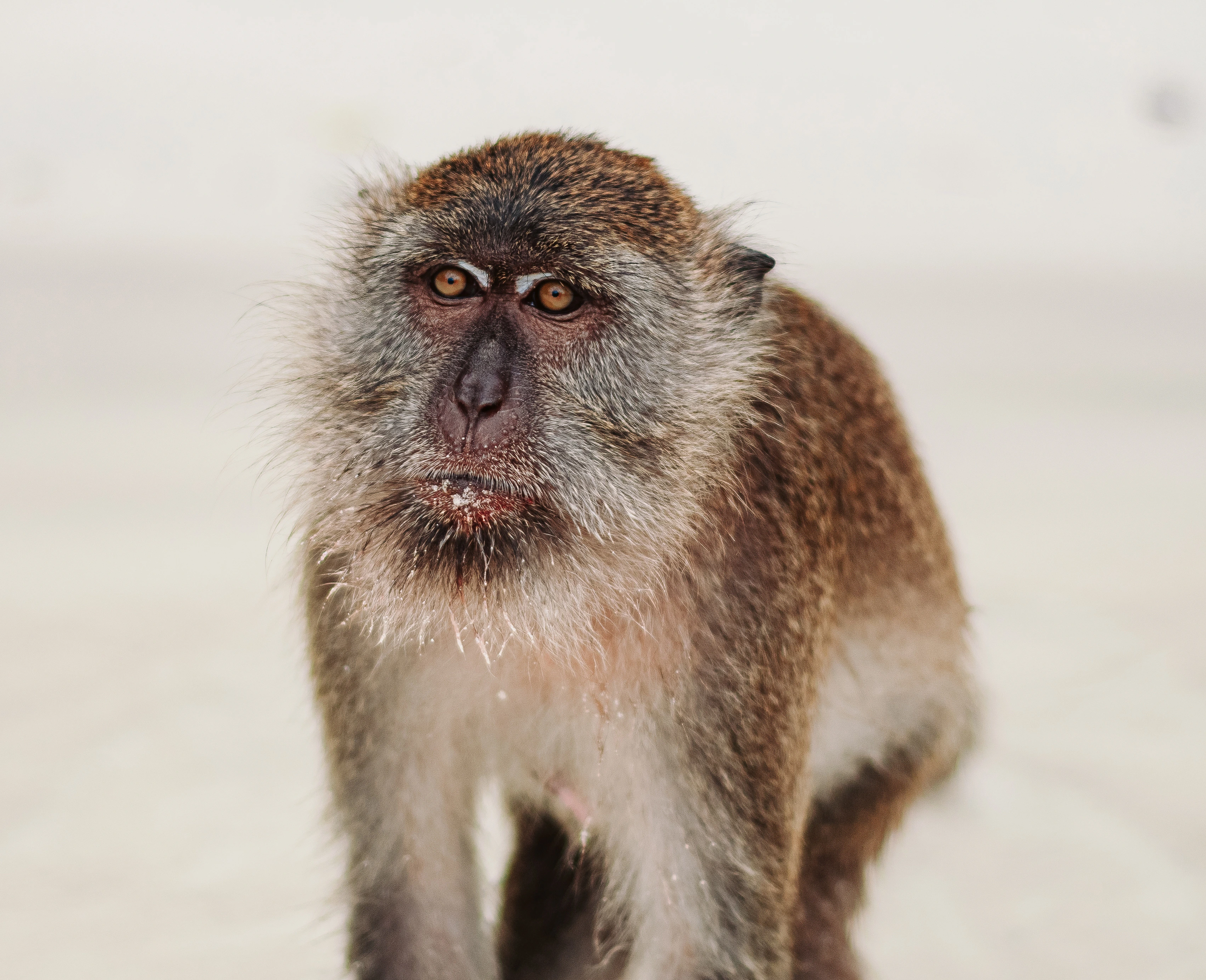 Monke 4:5 ratio.webp