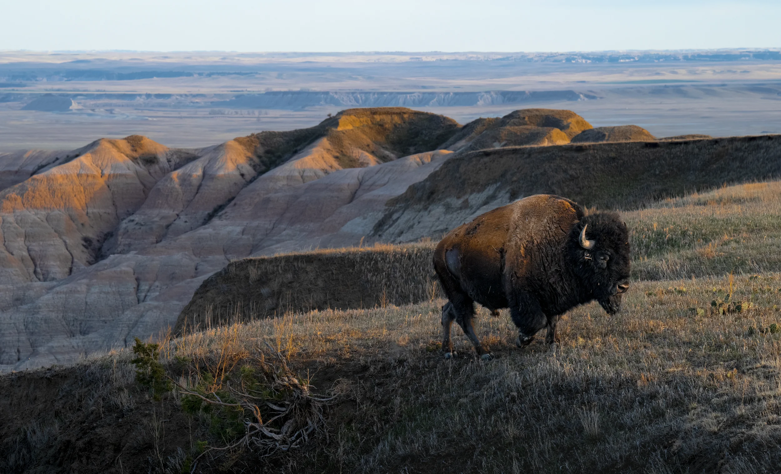 Bison Badlands copy.webp