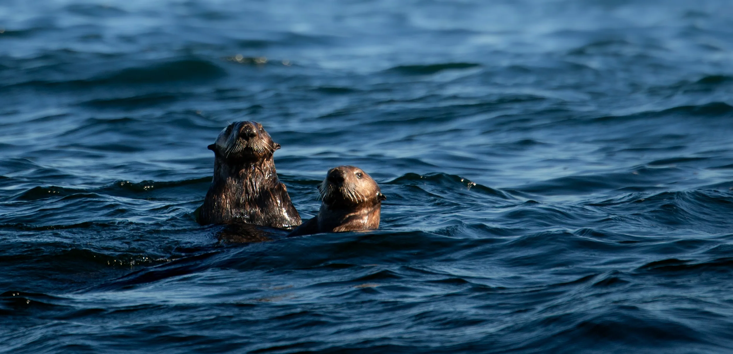 A mother otter and her baby swimming in a blue ocean in sitka, alaska