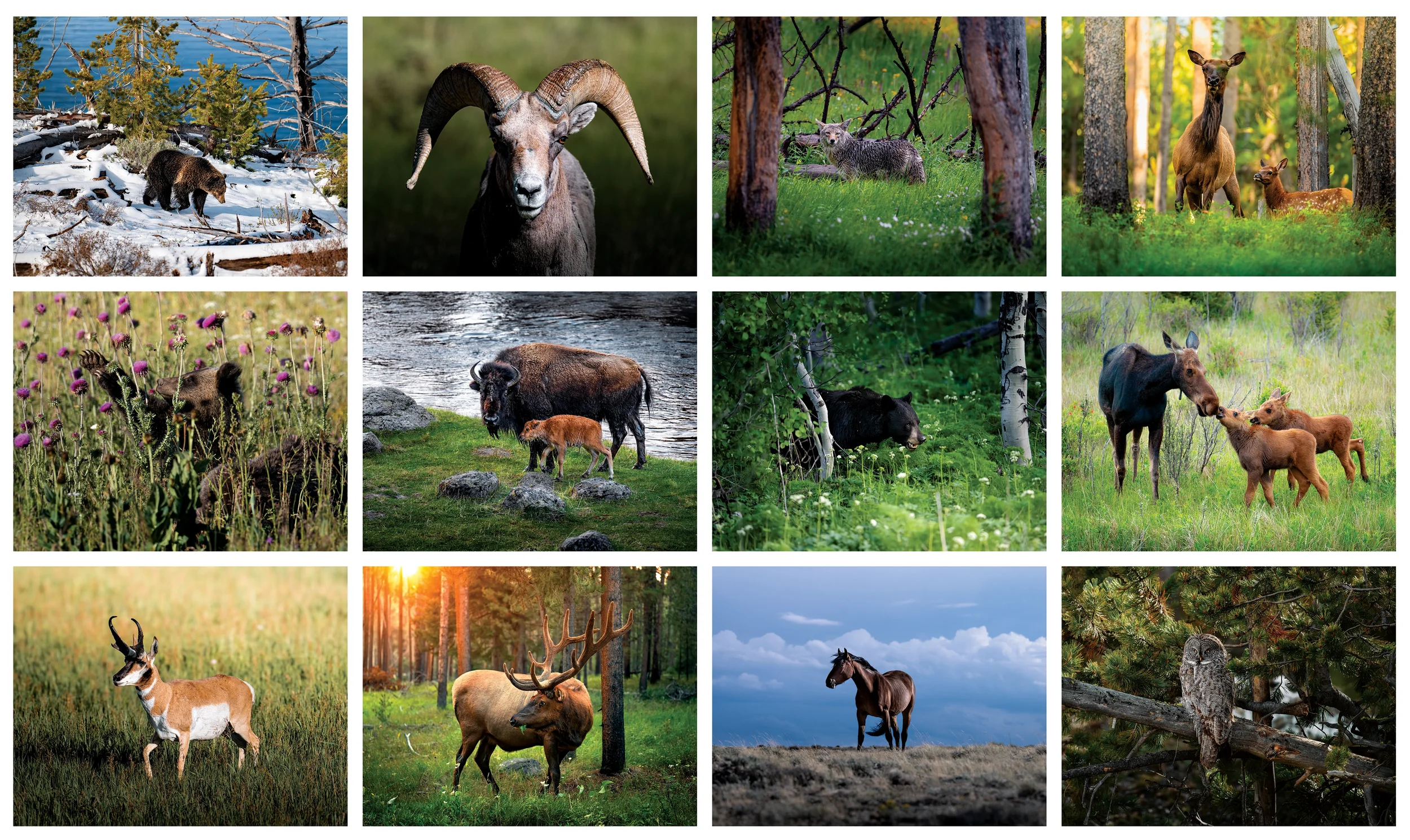 WYOMING images copy.webp