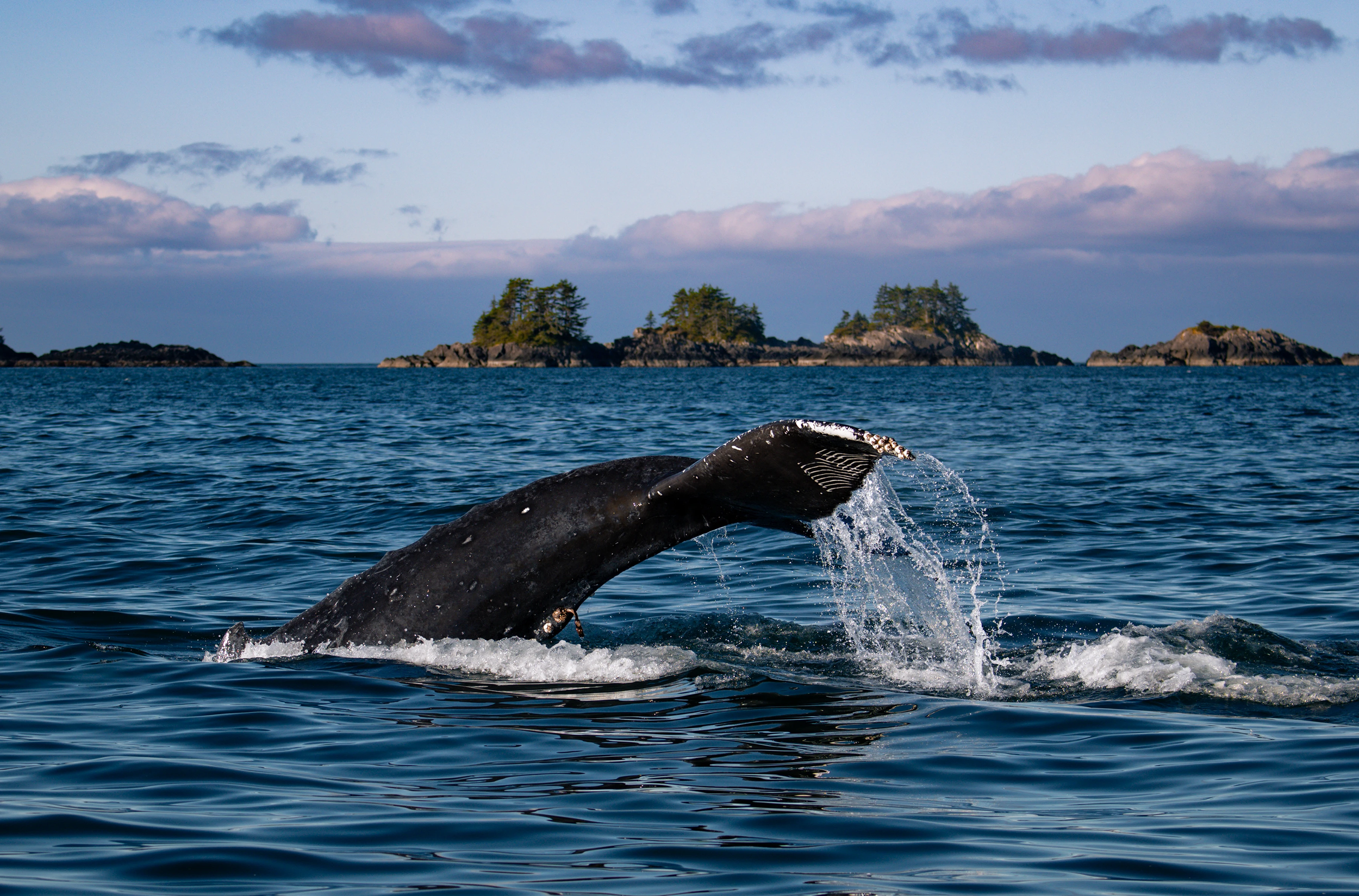 Deep Dive 2:3 ratio.webp