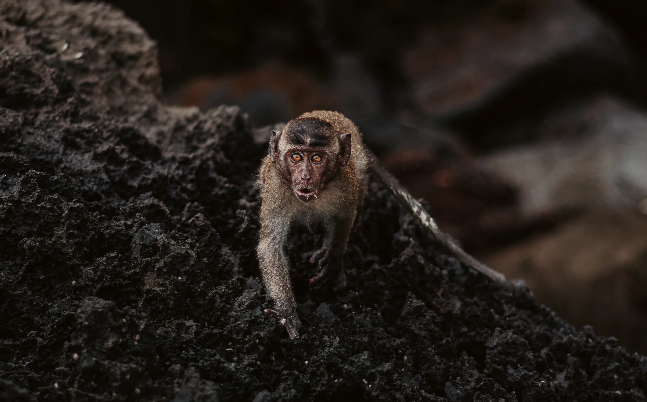 A close-up of a small monkey climbing on dark volcanic rocks, looking directly at the camera with wide eyes and an open mouth in thailand.