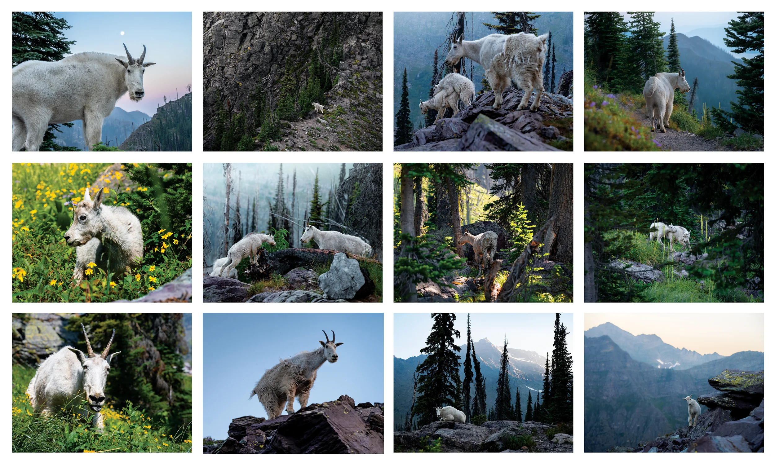 MTN GOAT copy 2.webp