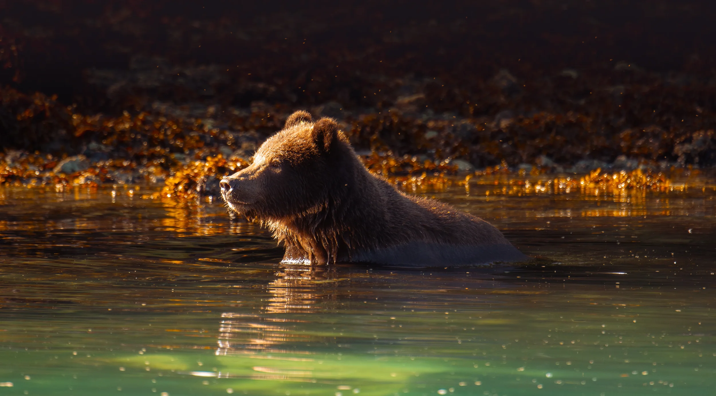 A coastal brown bear standing in a body of water during sunset with warm sunlight reflecting on the green water in sitka, alaska.
