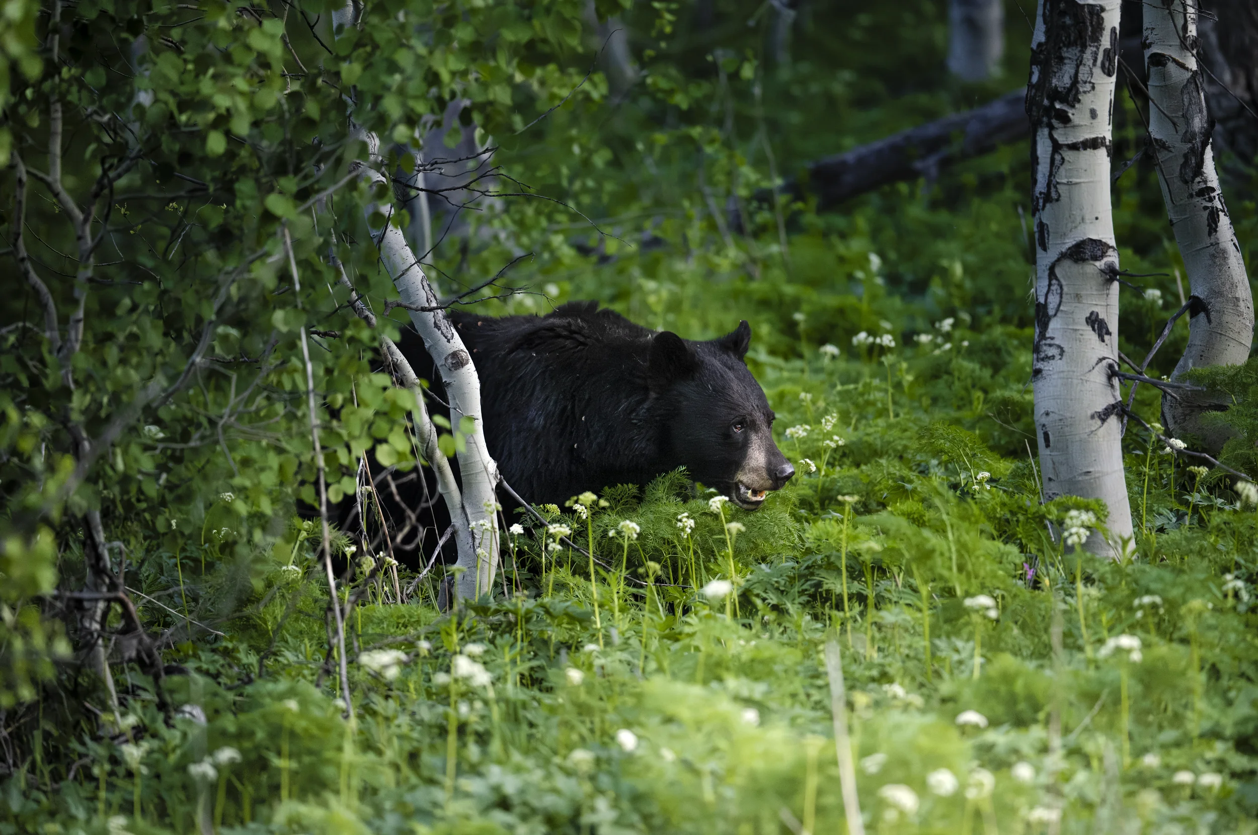 Black Bear Forest copy.webp