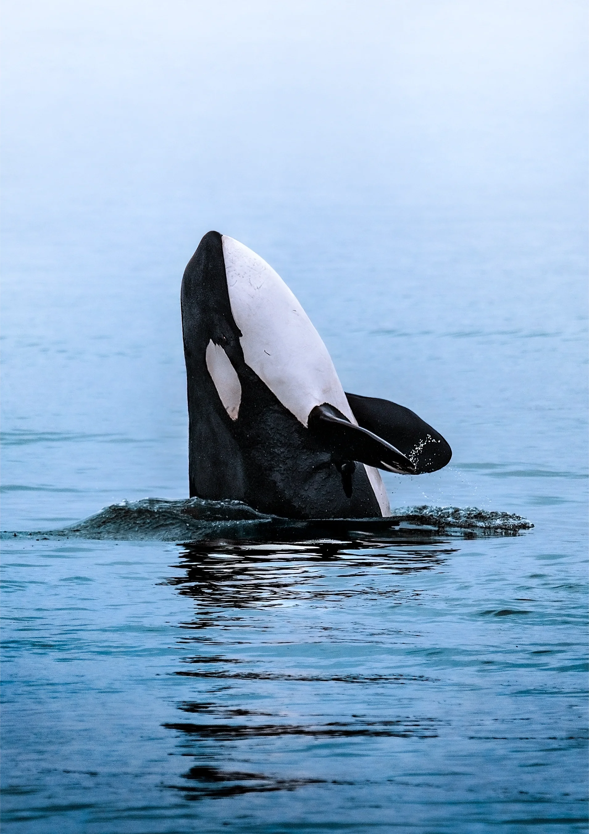 An orca whale surfacing in the ocean with a calm sky in the background in sitka, alaska.